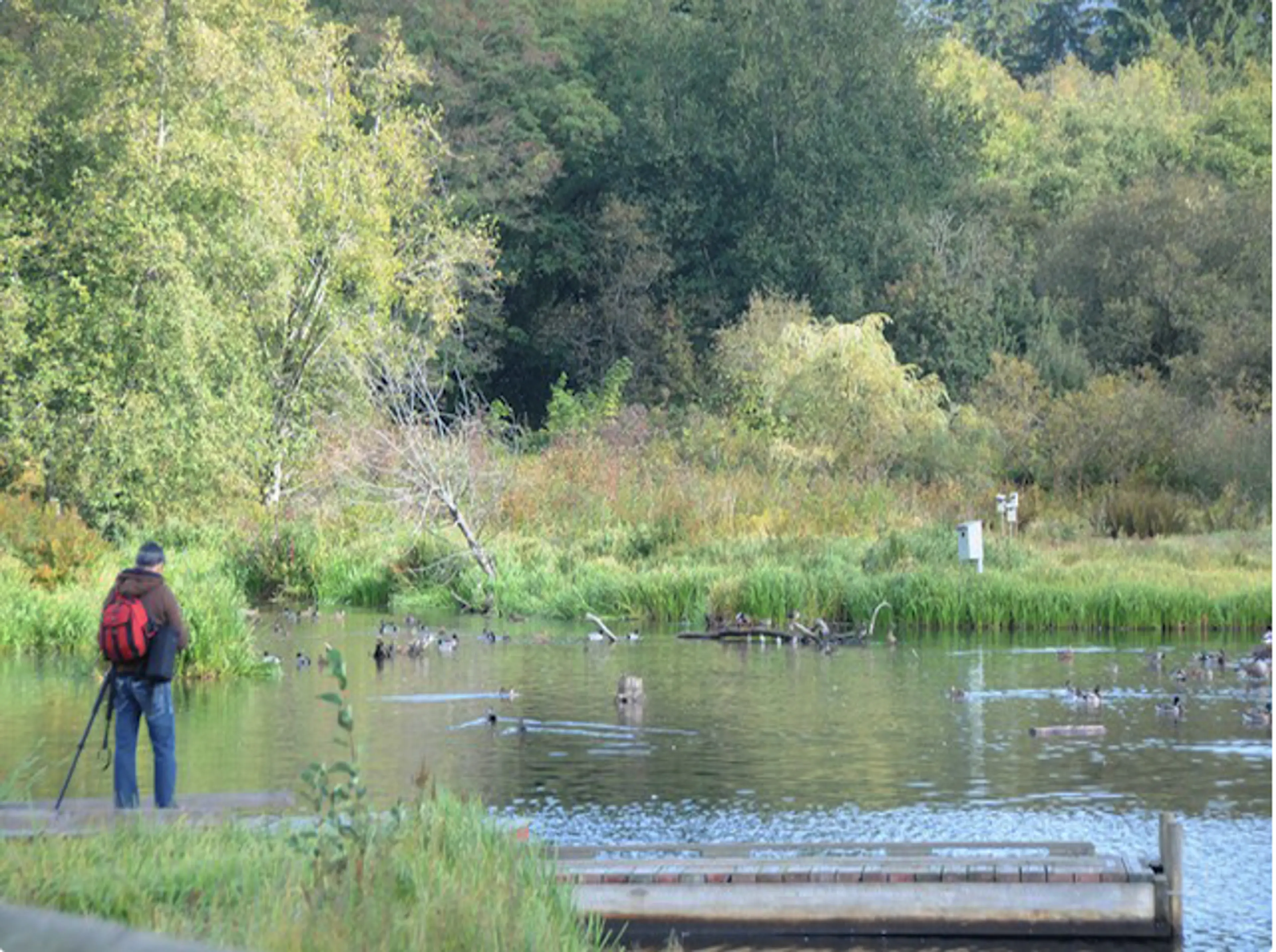 bird watching at Burnaby Lake