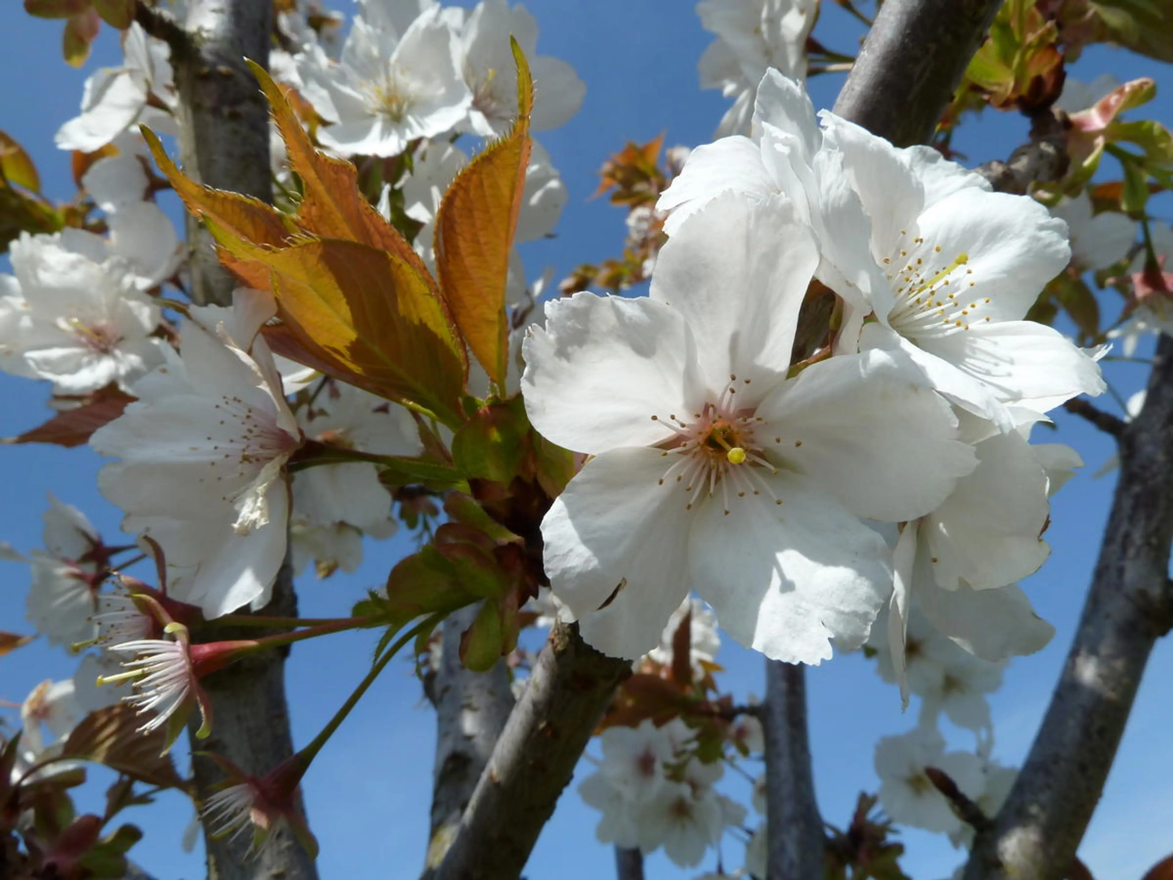 cherry blossoms Vancouver