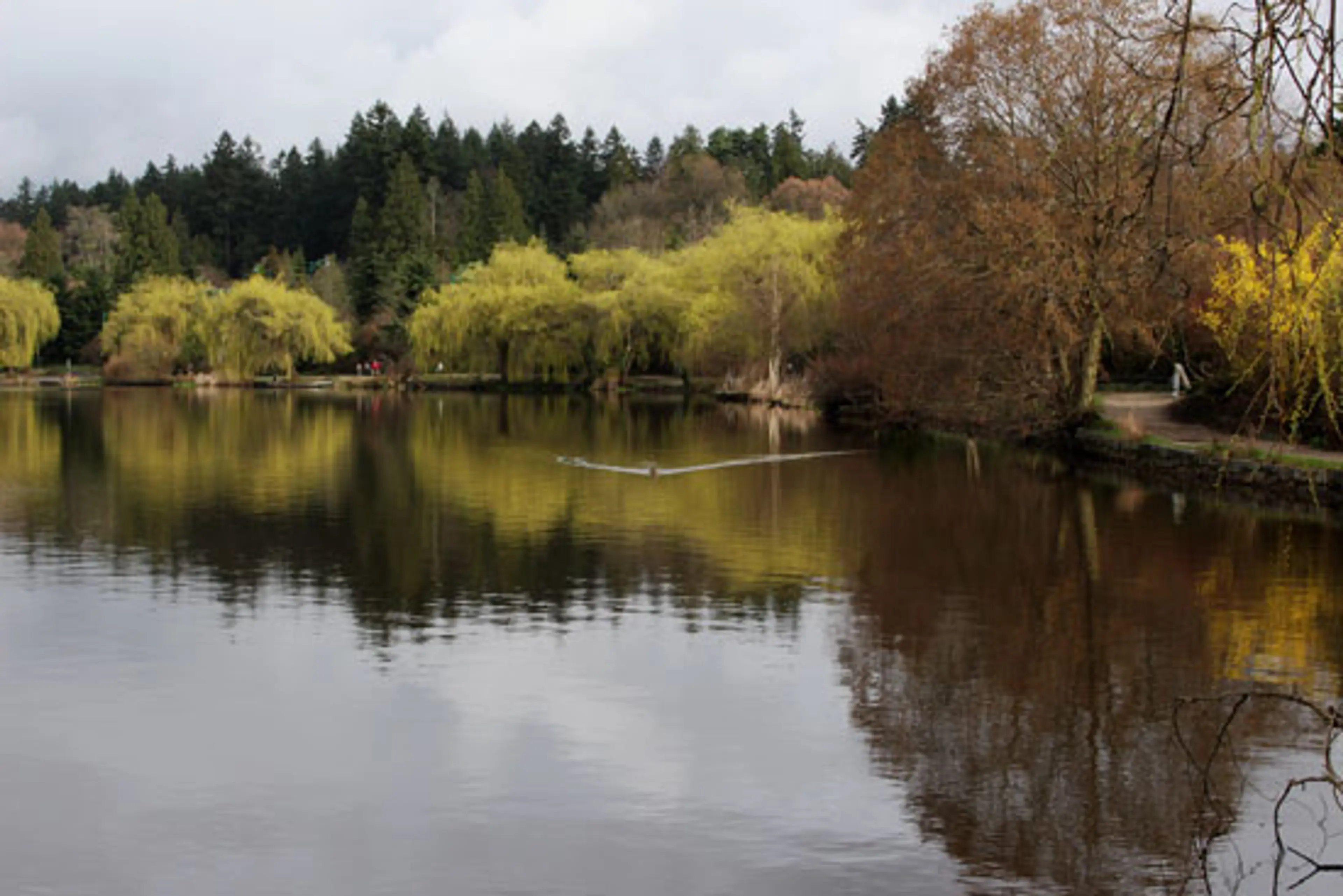 Tree Vancouver – Our Spectacular Urban Forest