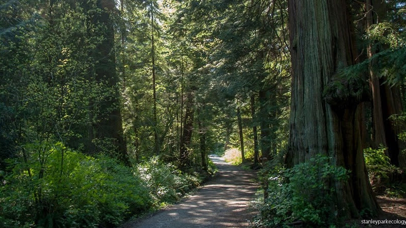 Stanley Park Trails