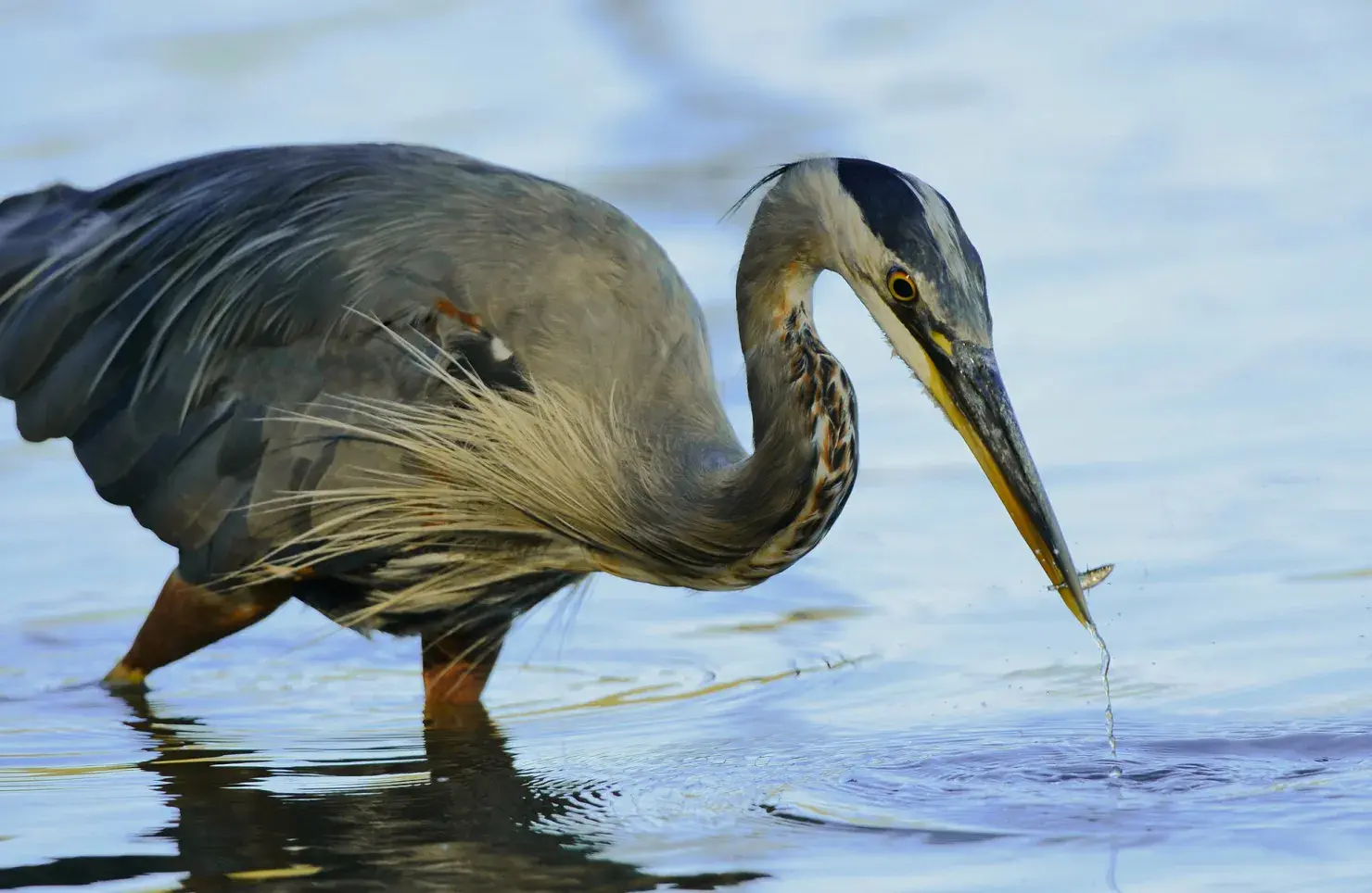 Heron fishing in Lost Lagoon in Vancouver