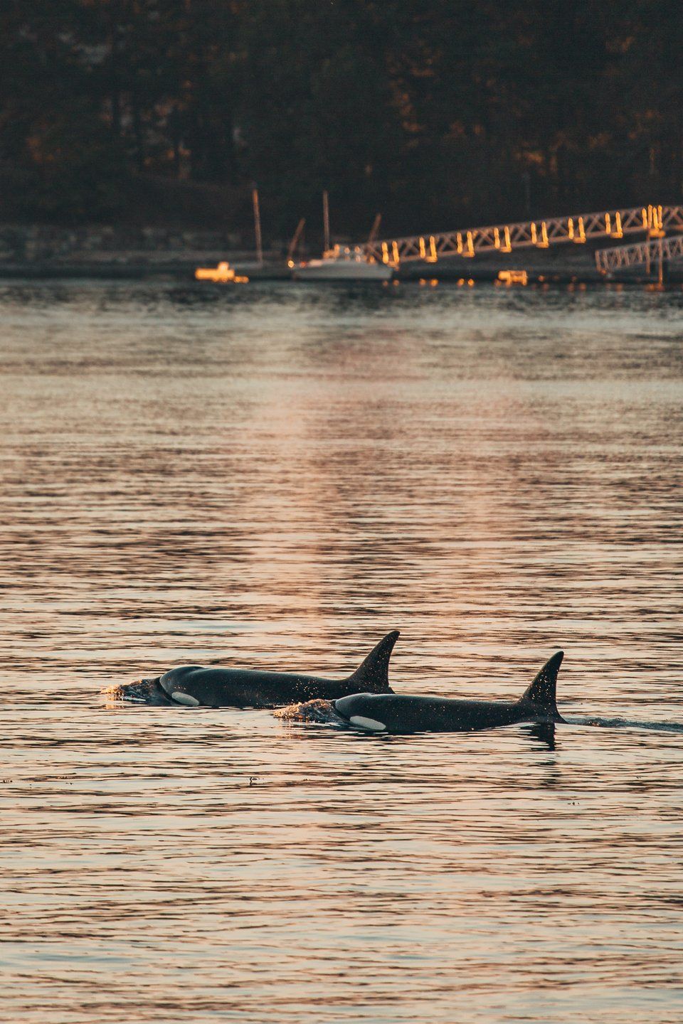 Orca Whales - Prince of Whales