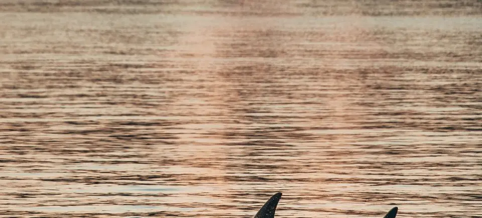 Orca Whales - Prince of Whales