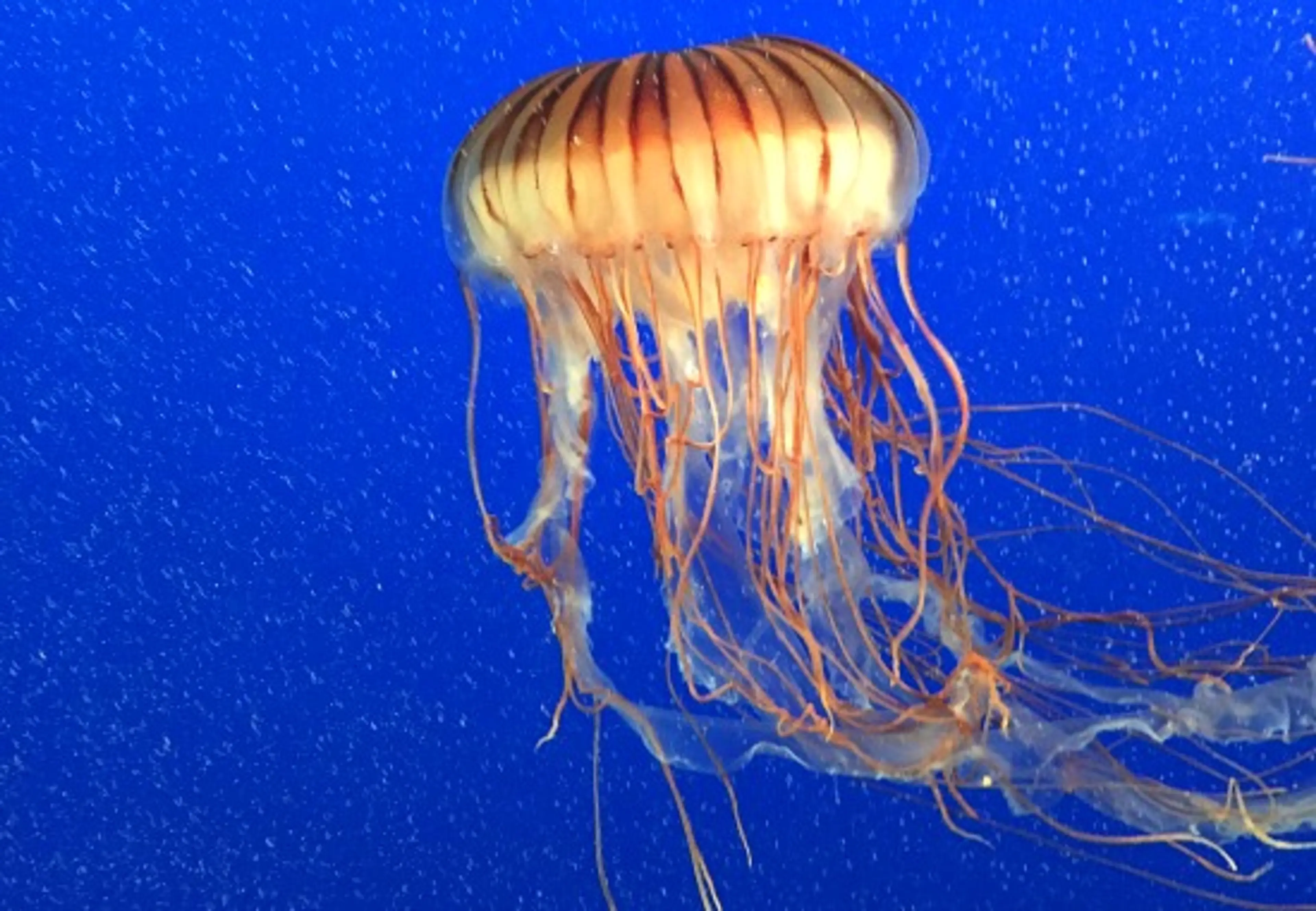 Orange jellyfish with long tentacles floating in blue water.