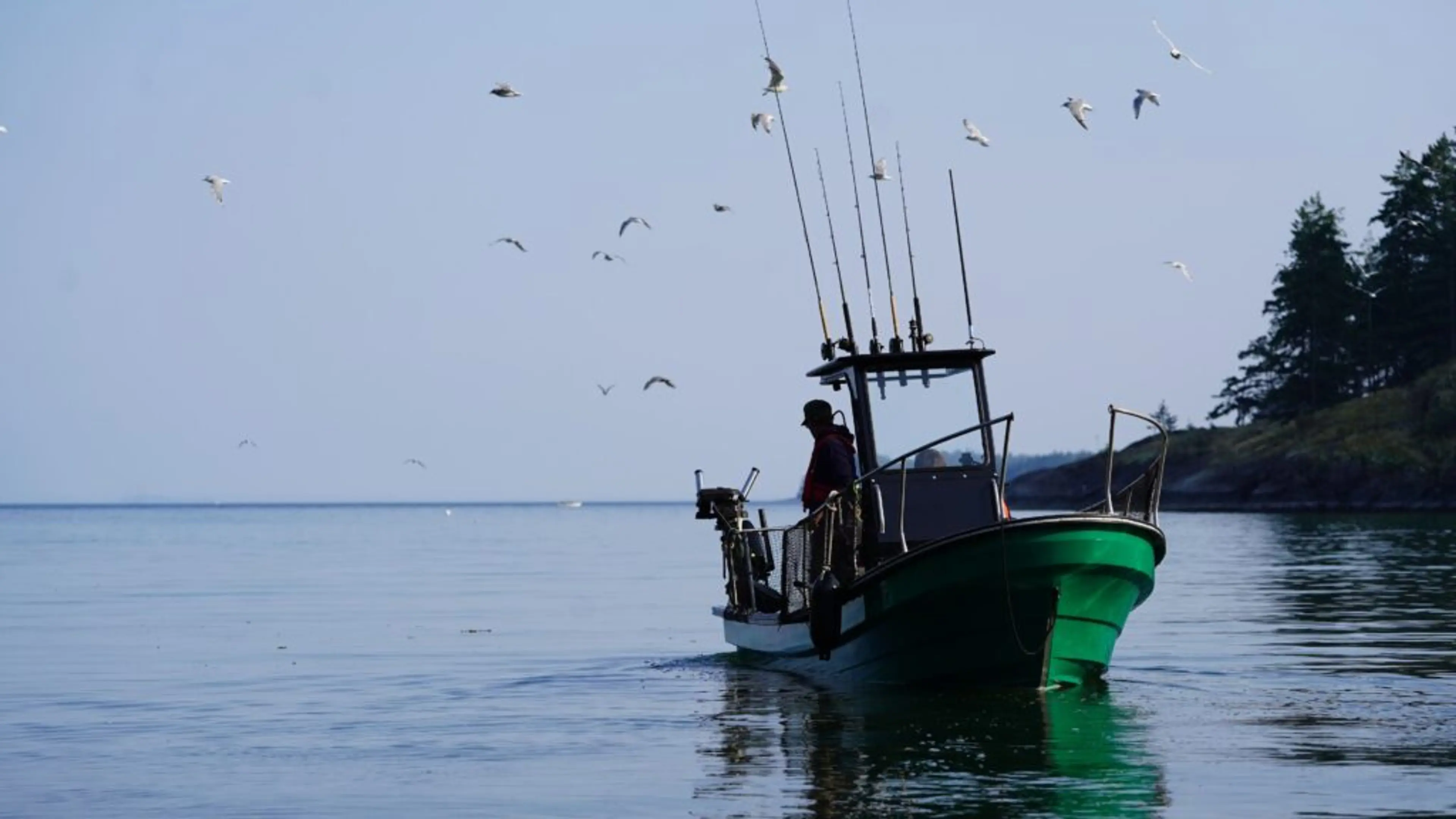 fishing-charters-campbell-river-ocean-fish-seagulls-1024x576_AEECA8A3-B098-DC6D-AD2CE8A928C38CD6-aeeca656a1840a7_aeed2a23-f92d-4456-3cff8356aa8fc825