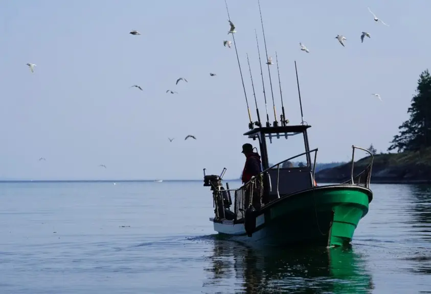 fishing-charters-campbell-river-ocean-fish-seagulls-1024x576_AEECA8A3-B098-DC6D-AD2CE8A928C38CD6-aeeca656a1840a7_aeed2a23-f92d-4456-3cff8356aa8fc825