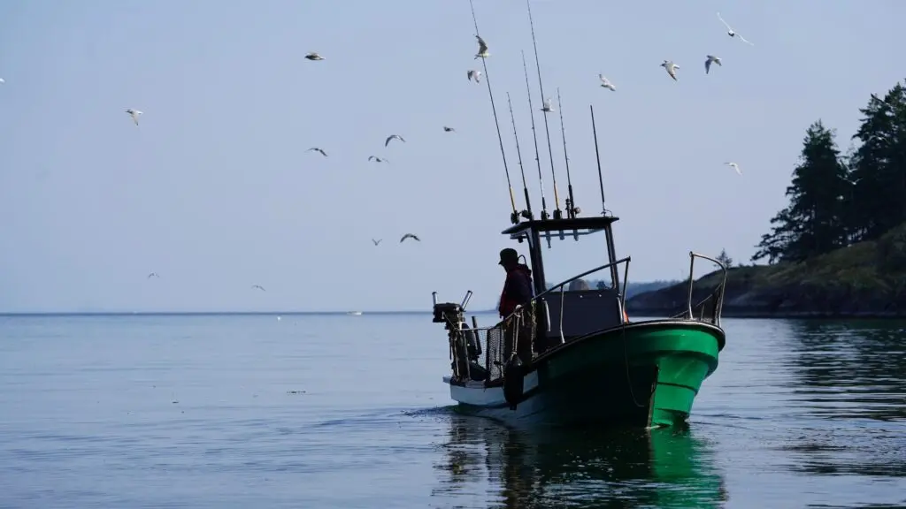 fishing-charters-campbell-river-ocean-fish-seagulls-1024x576_AEECA8A3-B098-DC6D-AD2CE8A928C38CD6-aeeca656a1840a7_aeed2a23-f92d-4456-3cff8356aa8fc825