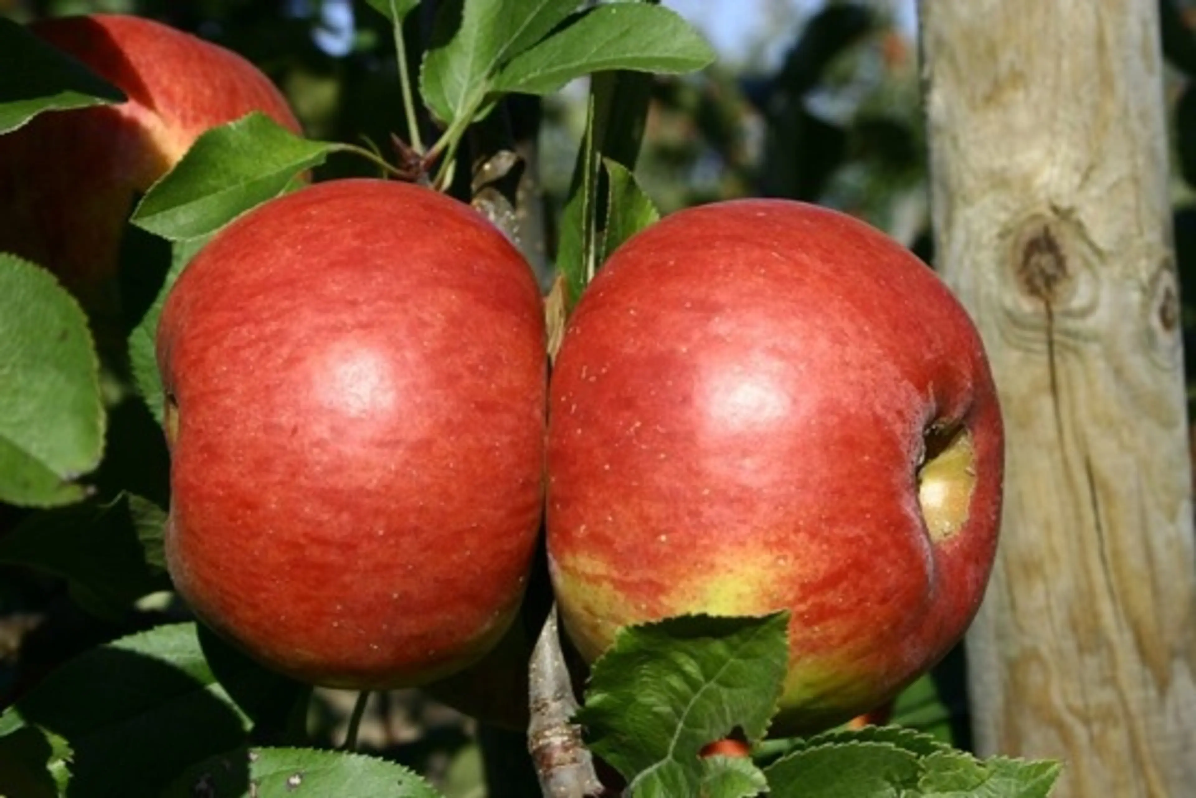 Sourced from Wikimedia Commons; Photo Credit: Glysiak 