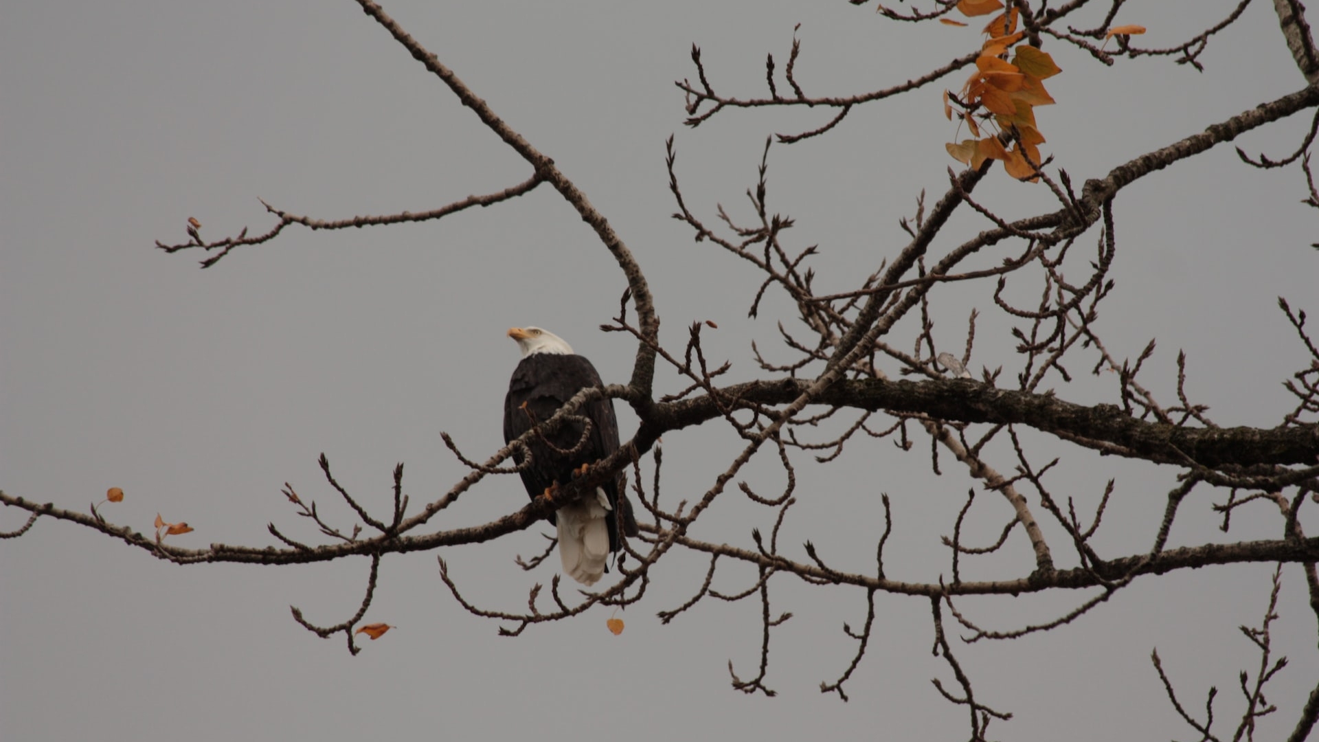 An eagle perches on a branch in Vancouver