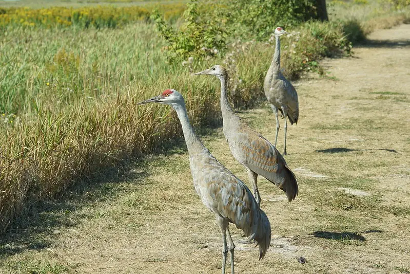 April 2022 Vancouver Hike of the Month: Reifel Bird Sanctuary