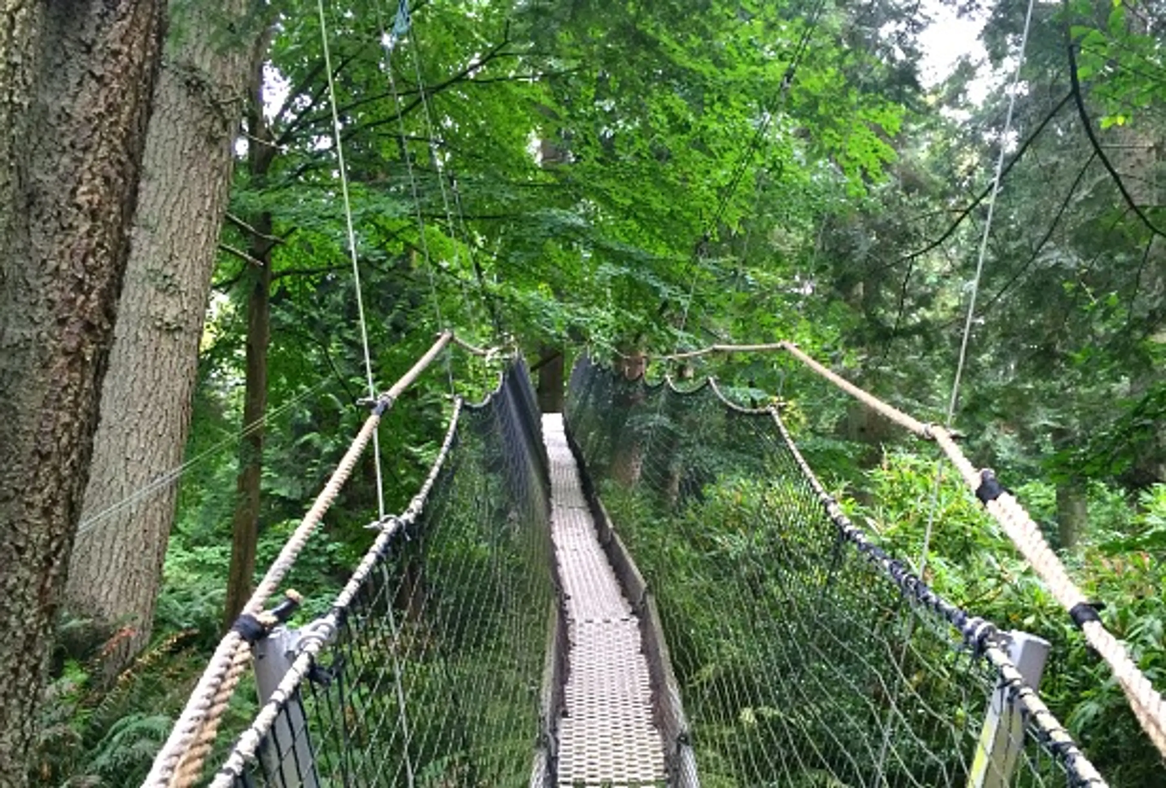 Greenheart TreeWalk | Photo: Bianca Bujan
