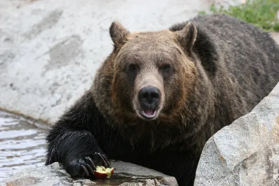 Breakfast with the bears at Grouse Mountain