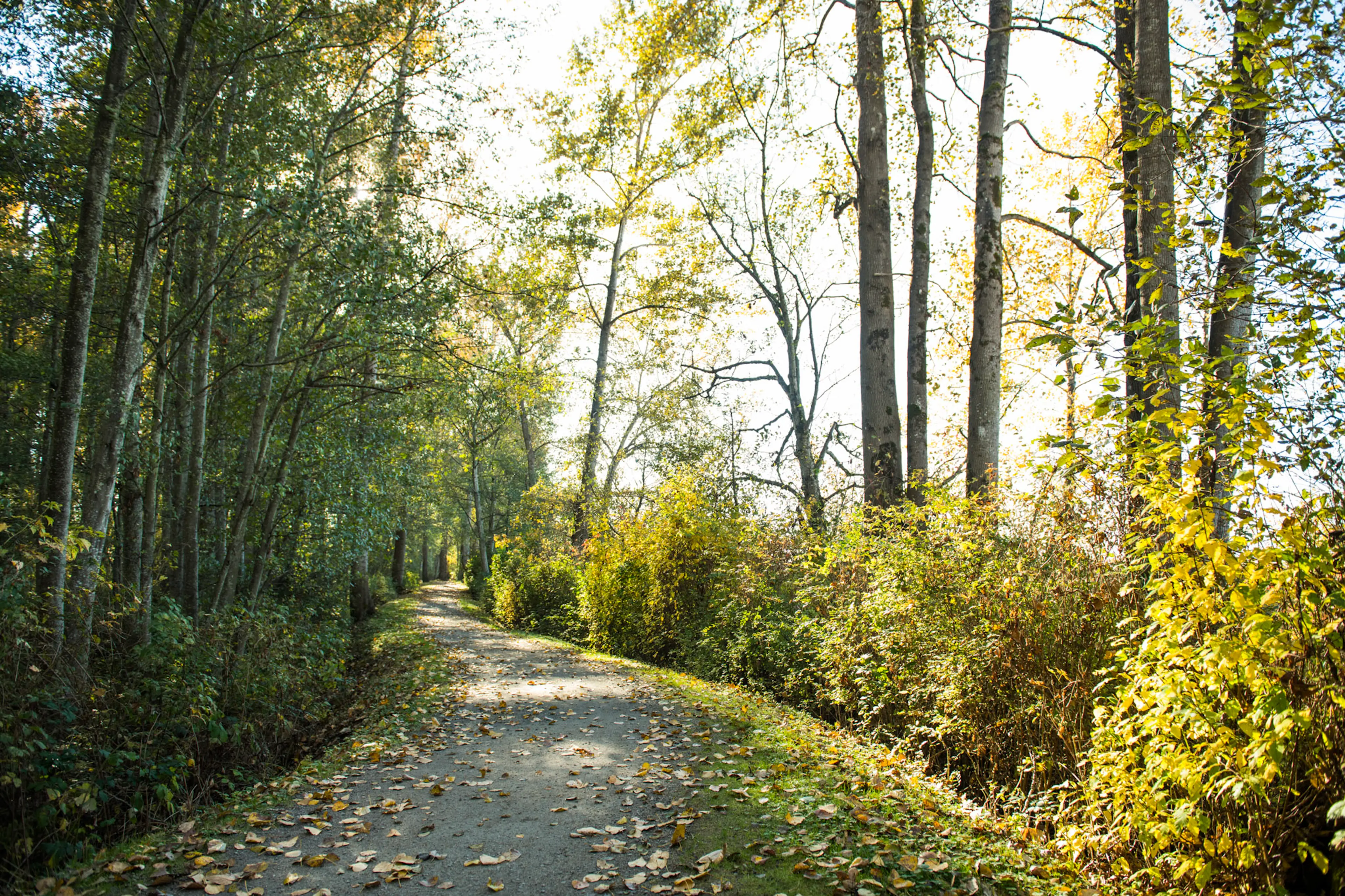 Hiking trail at Deas Island Regional Park in Vancouver