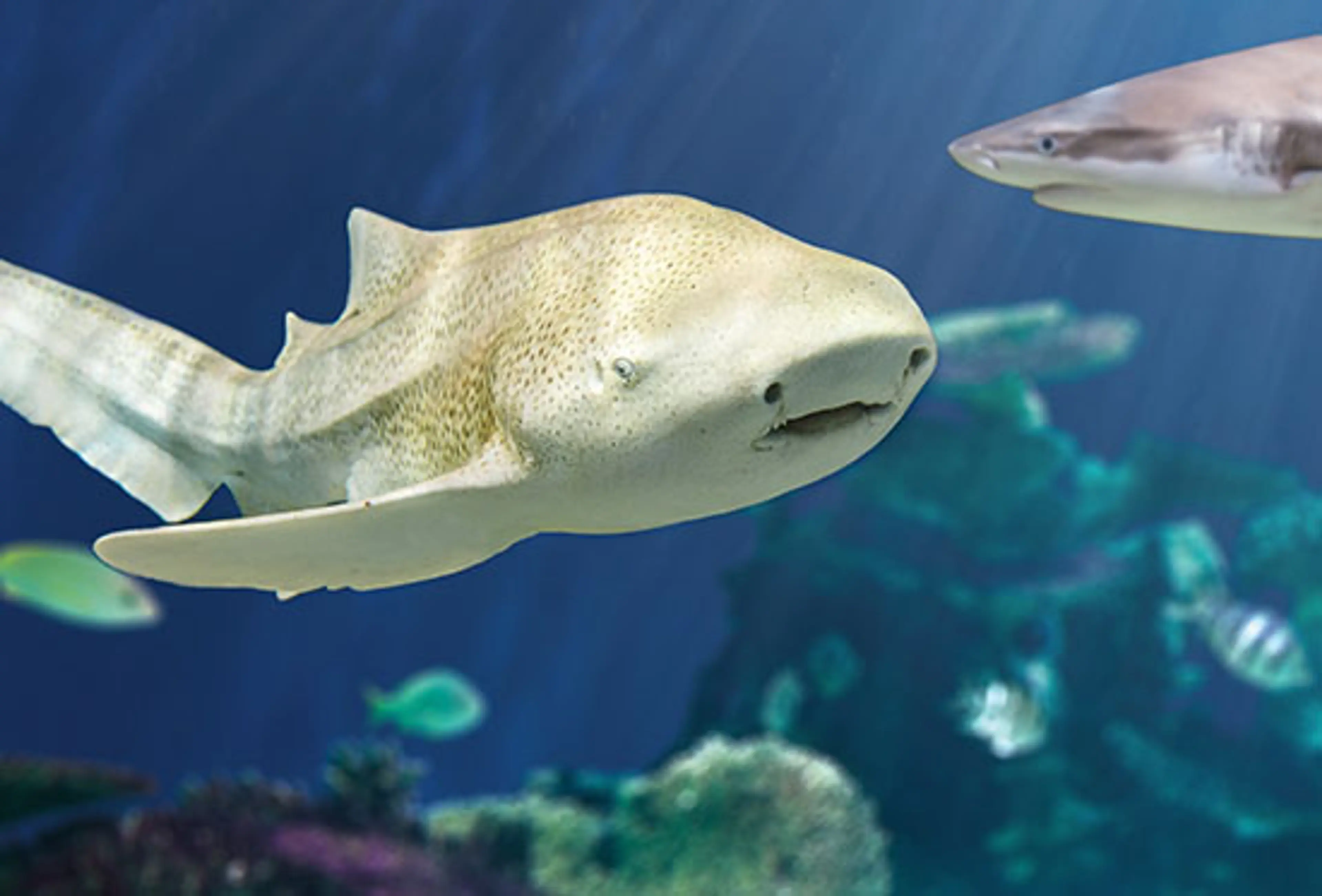Take a Bite Out of Shark Week at the Vancouver Aquarium