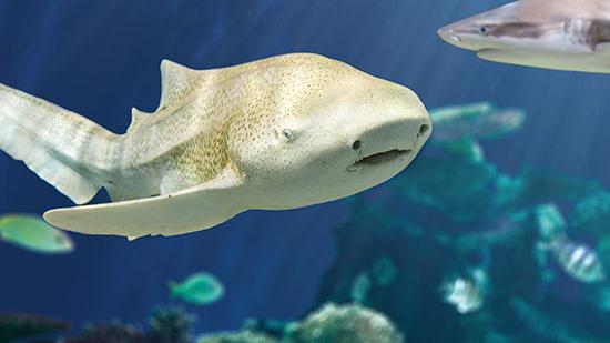 Take a Bite Out of Shark Week at the Vancouver Aquarium