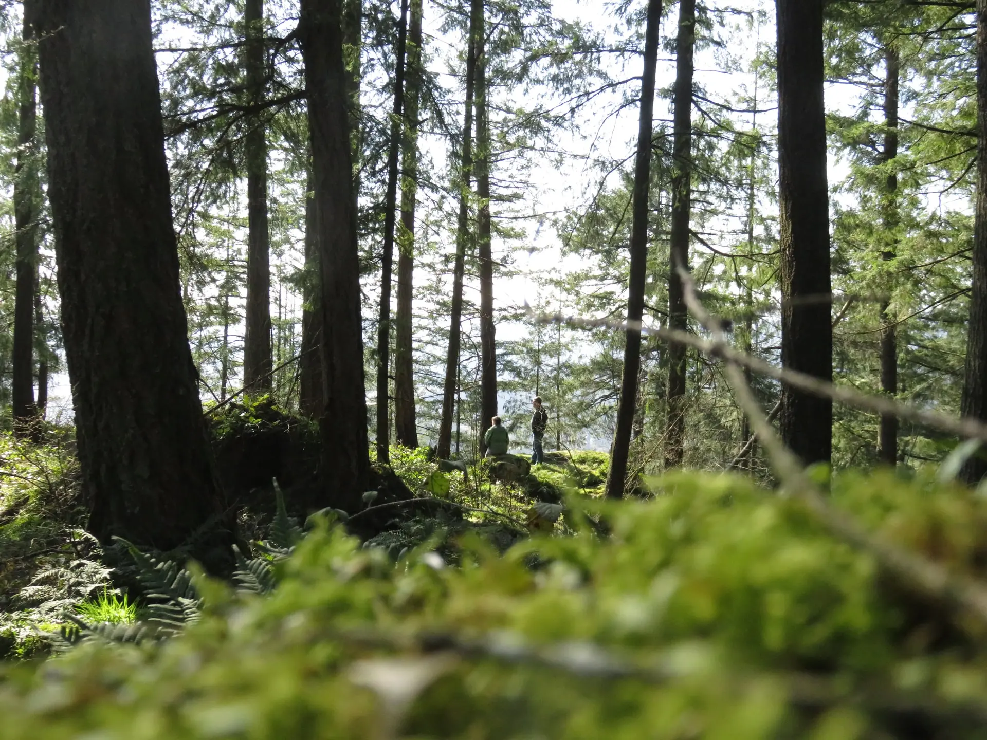 Forest in Minnekhada Regional Park