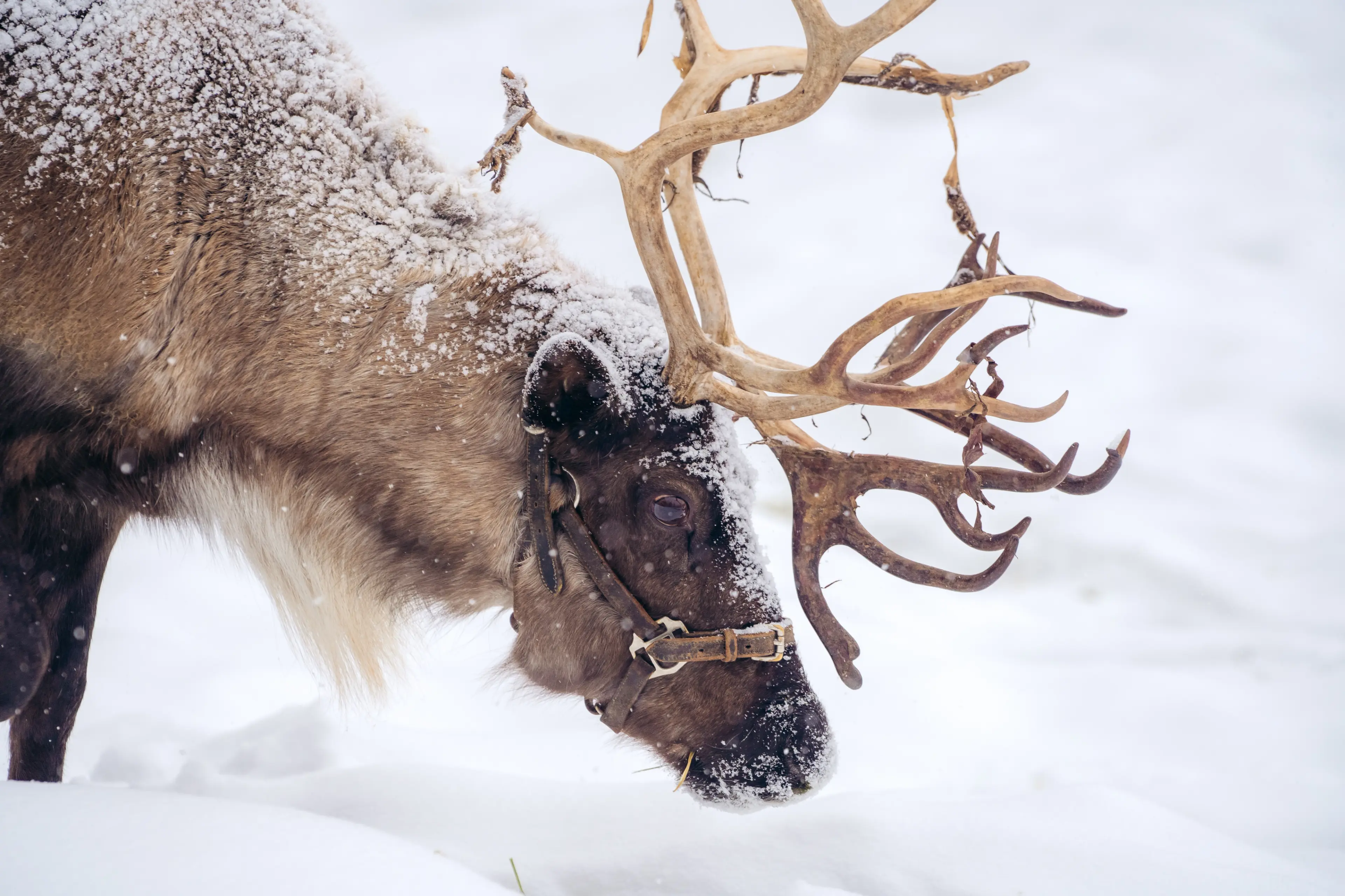 A reindeer in the snow at Grouse Mountain in North vancouver.