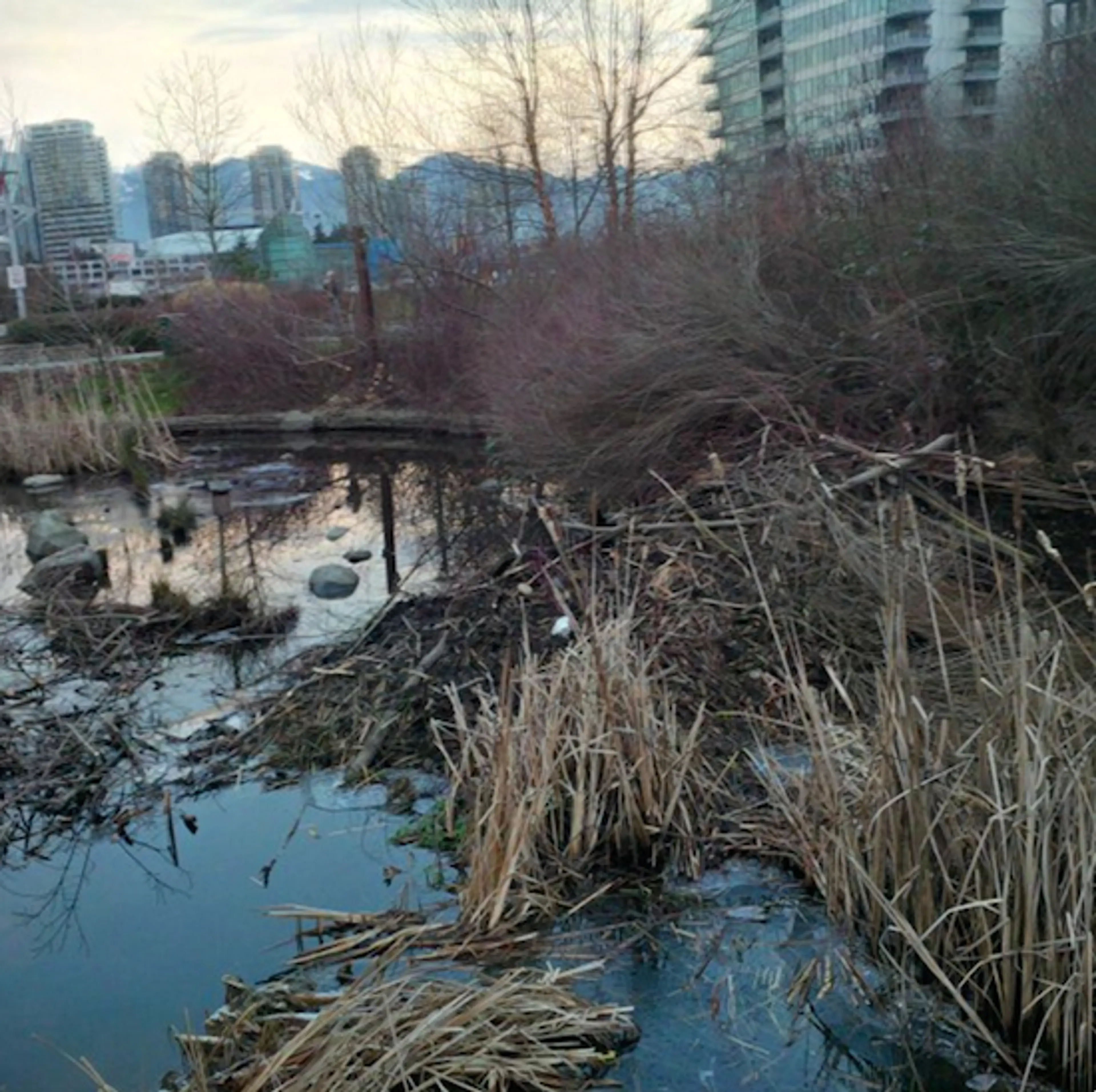 Image sourced from @VancouverBeaver 