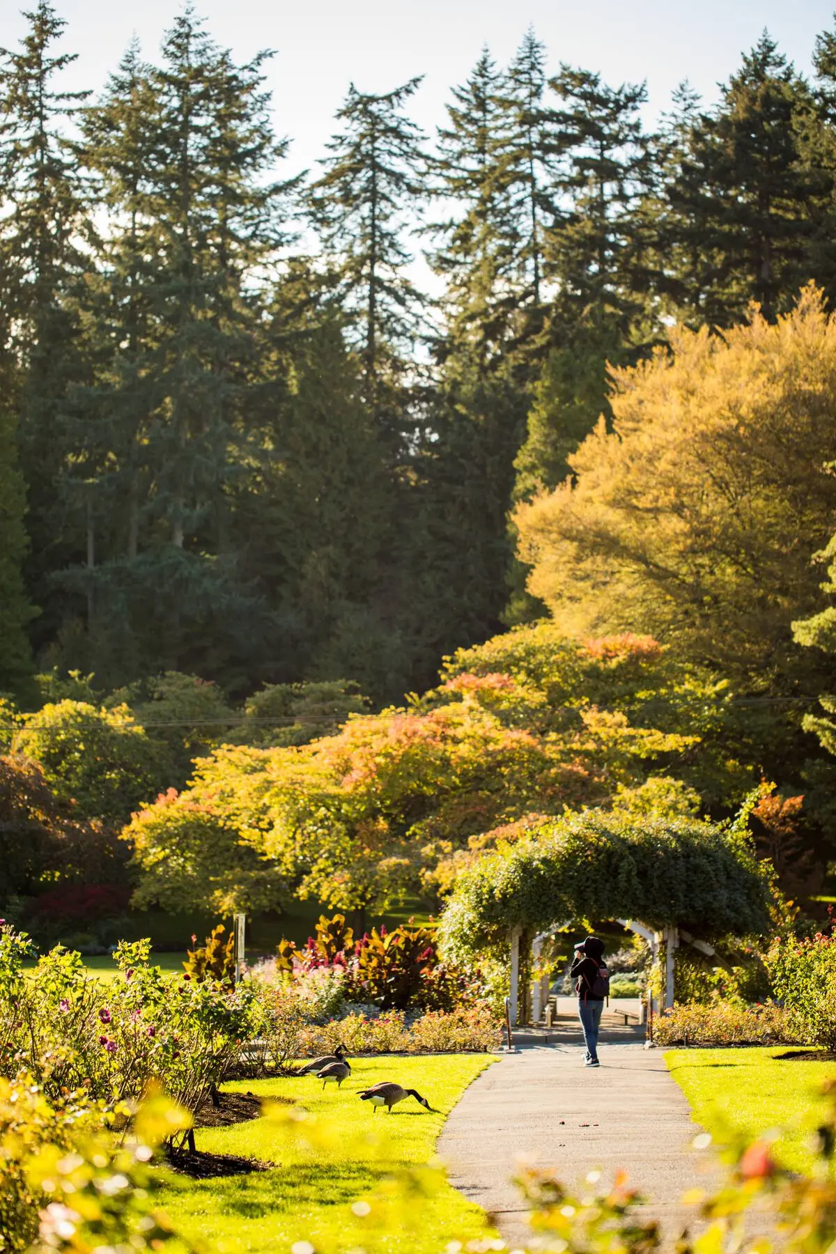 Stanley Park Rose Garden