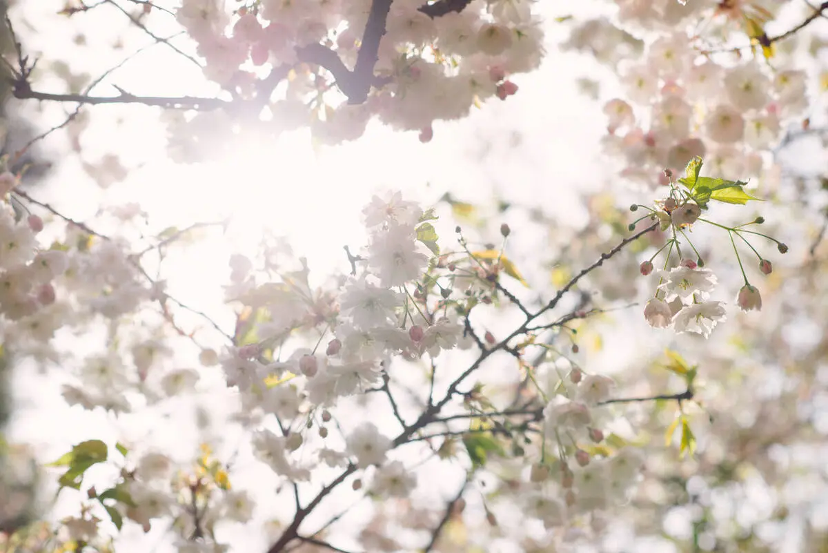 Close-up of cherry blossoms