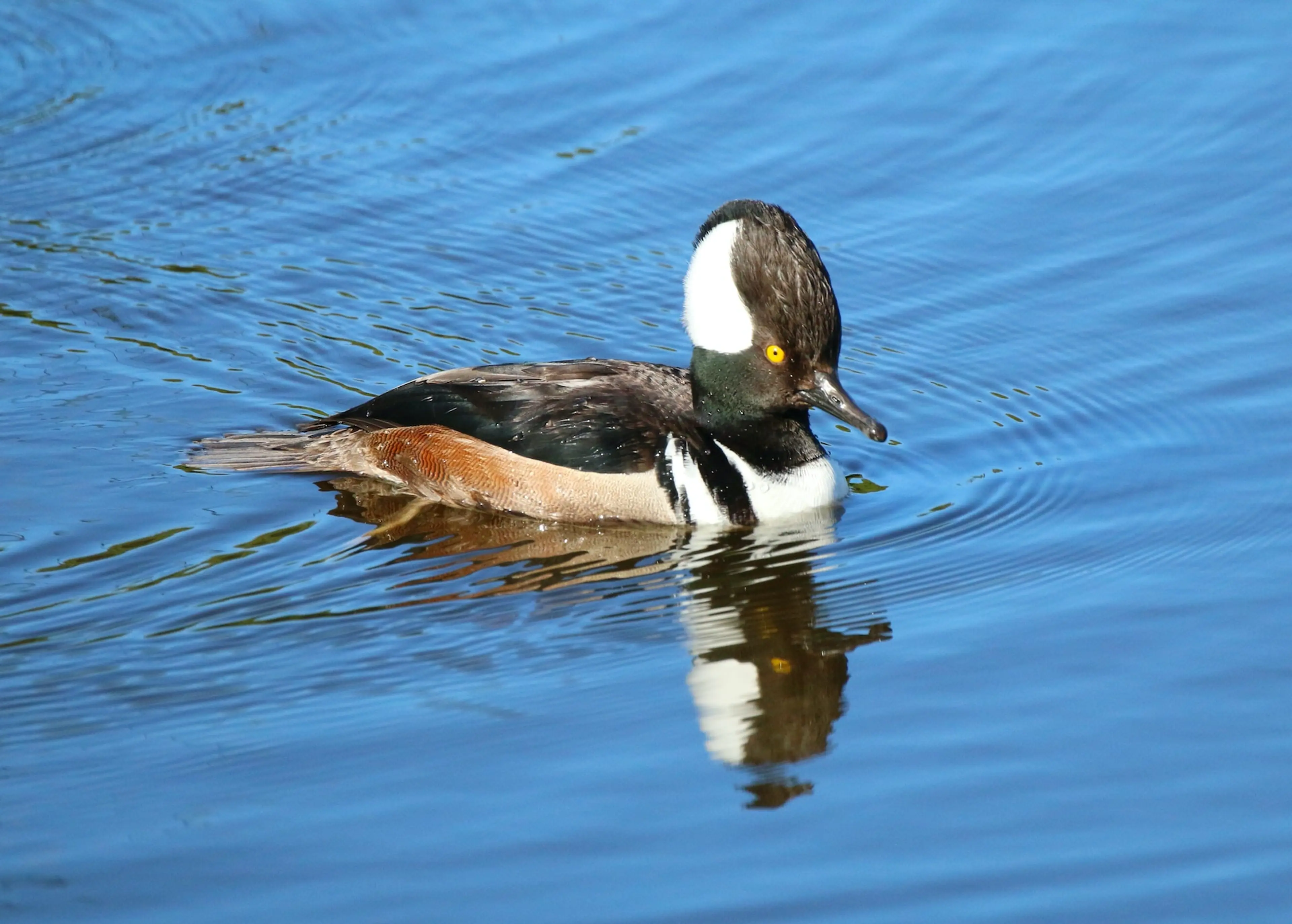 Hooded merganser