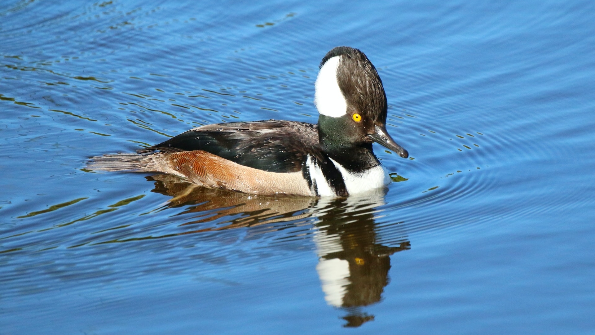 Hooded merganser