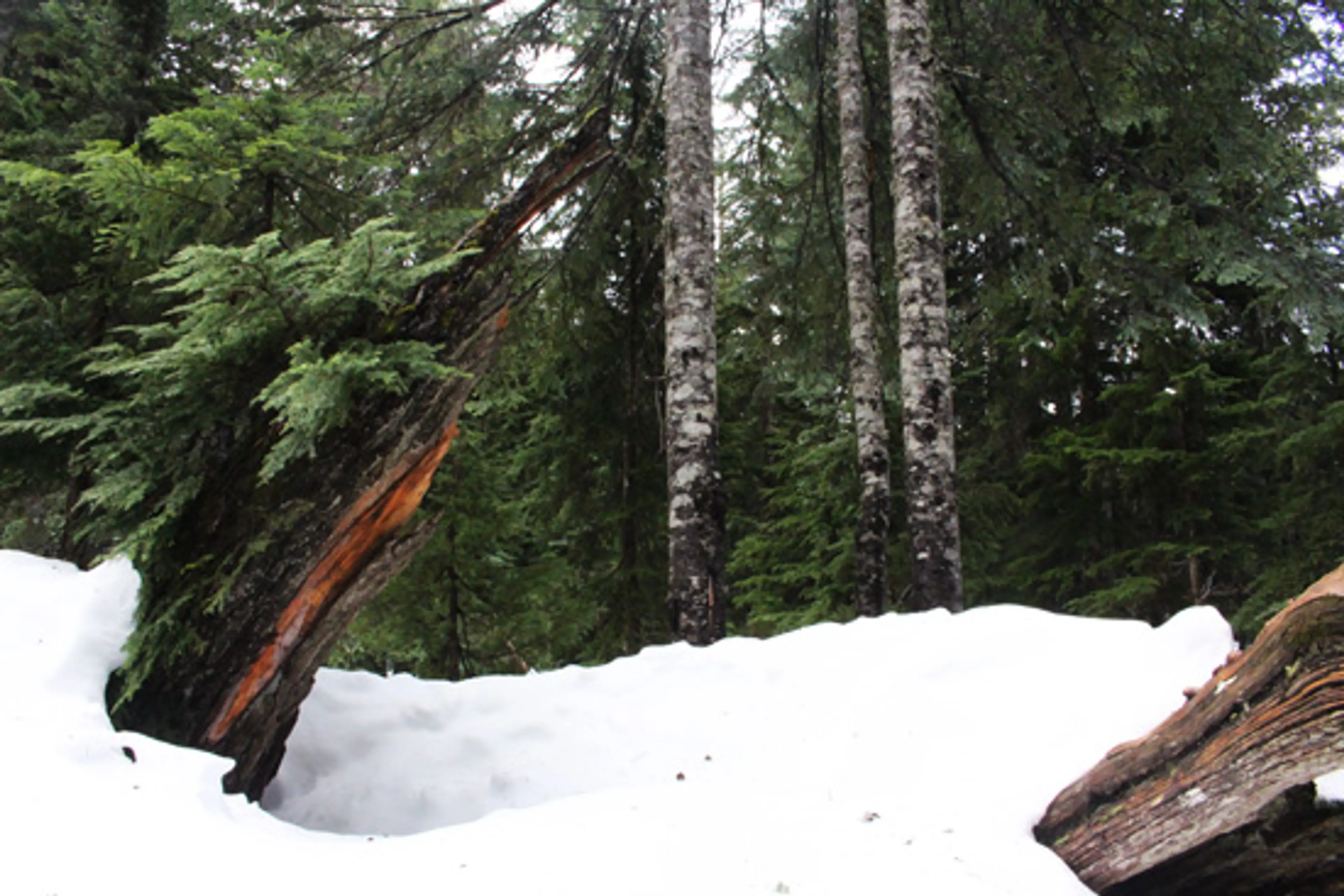 Discover-Outdoors-Snowshoe-Cypress4