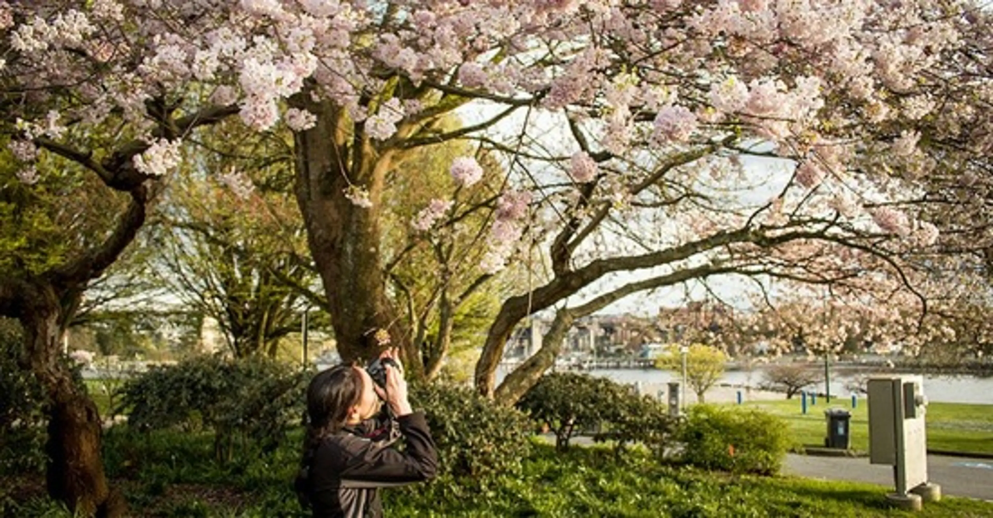 Take Gorgeous Pics of Cherry Blossoms on a Vancouver Photowalk