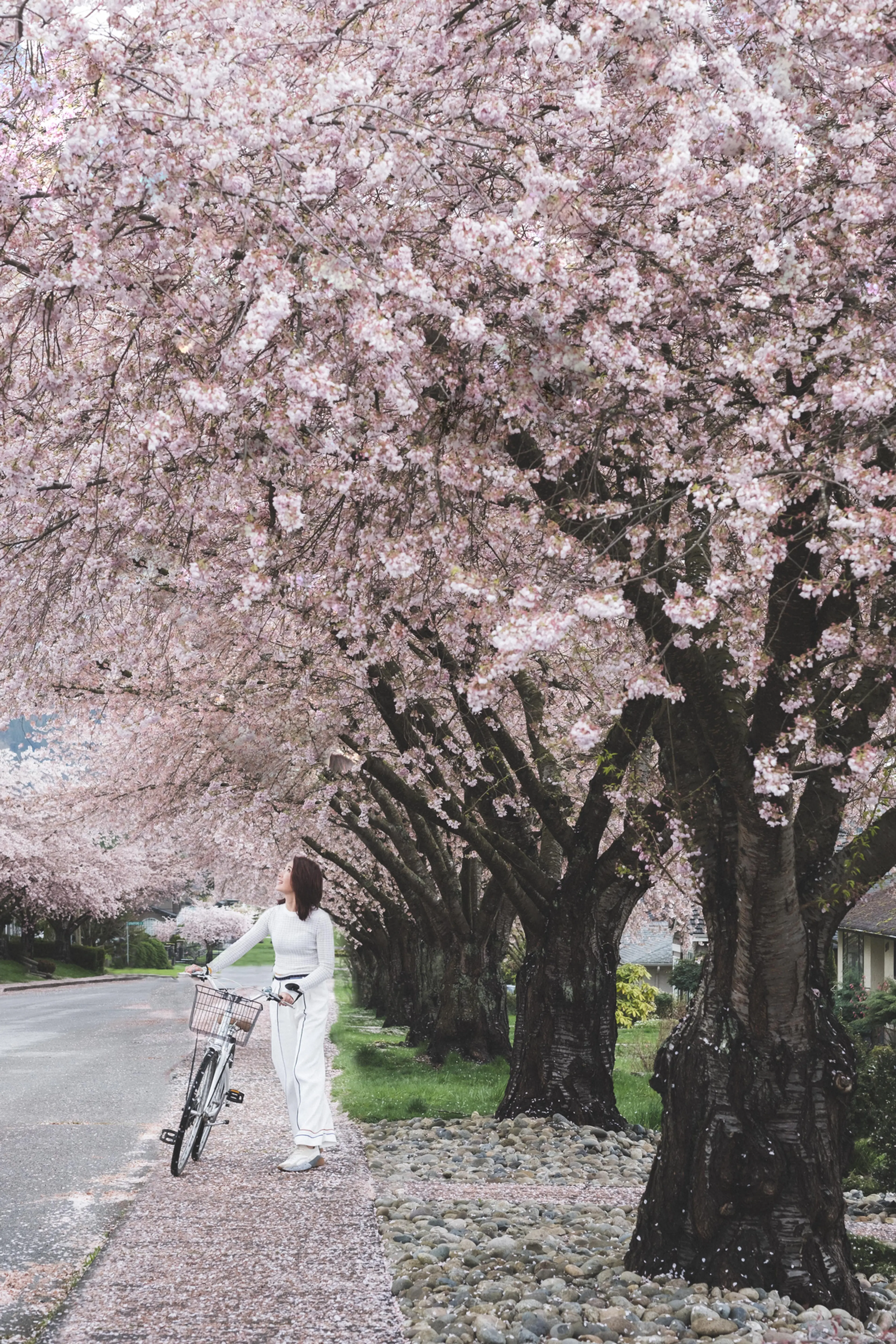 A woman walks her bike underneath cherry blossoms in Vancouver