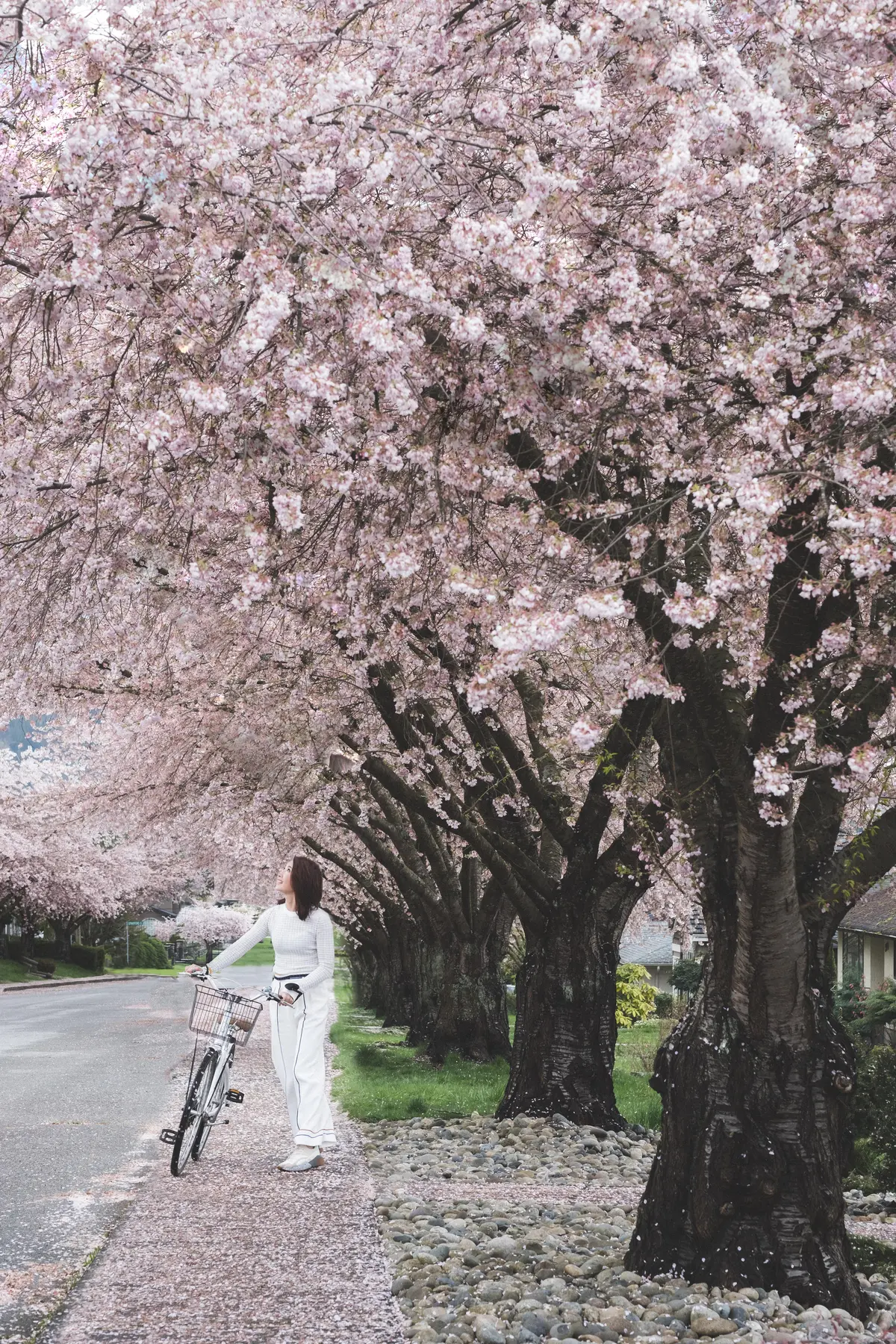 A woman walks her bike underneath cherry blossoms in Vancouver