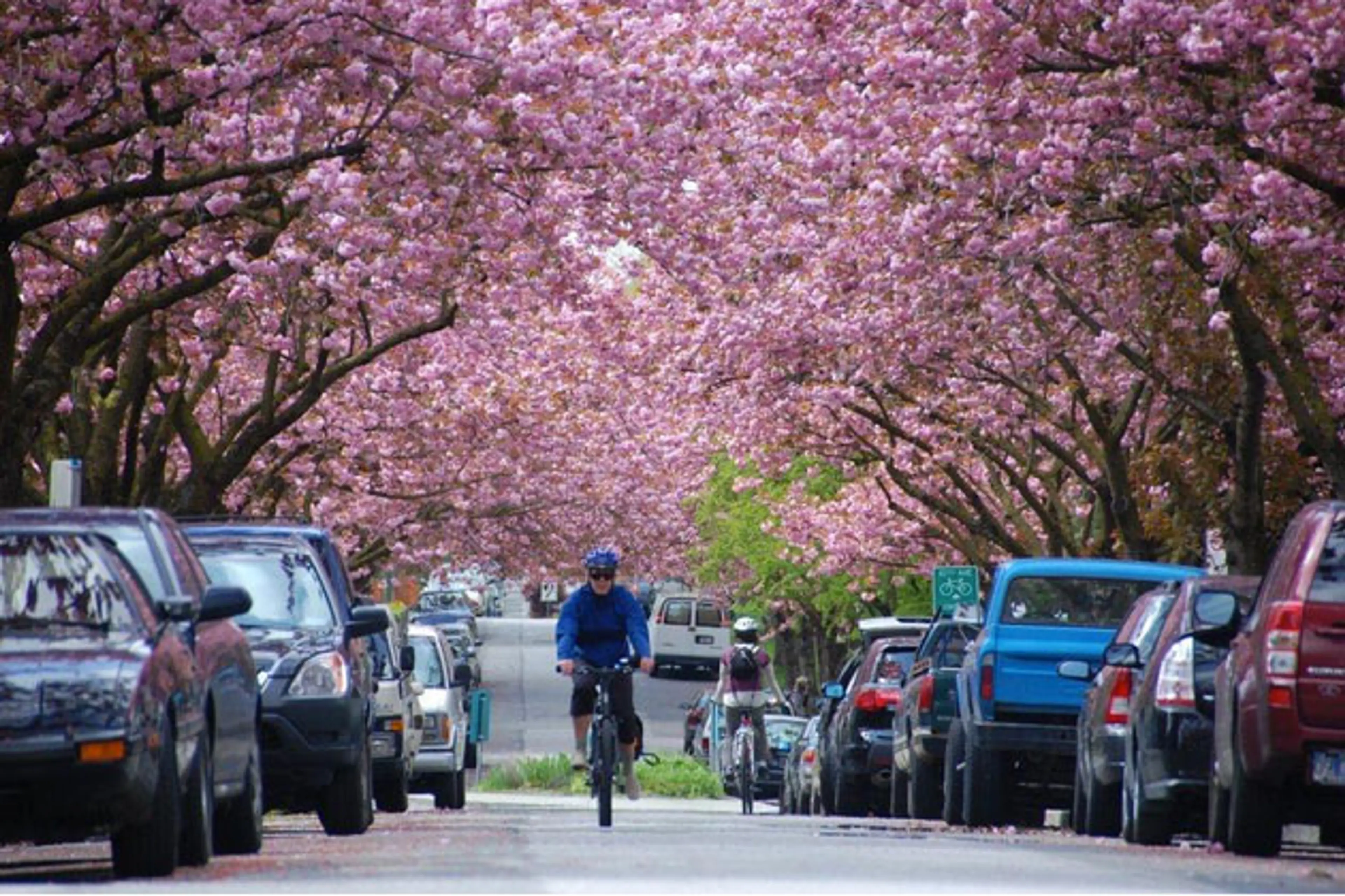 Cherry blossoms - Joseph Lin