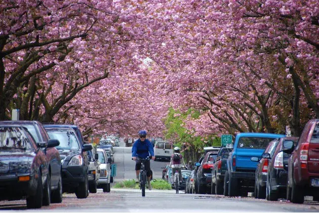 Cherry blossoms - Joseph Lin