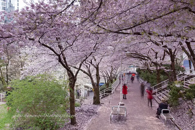cherry blossom festival vancouver 2016
