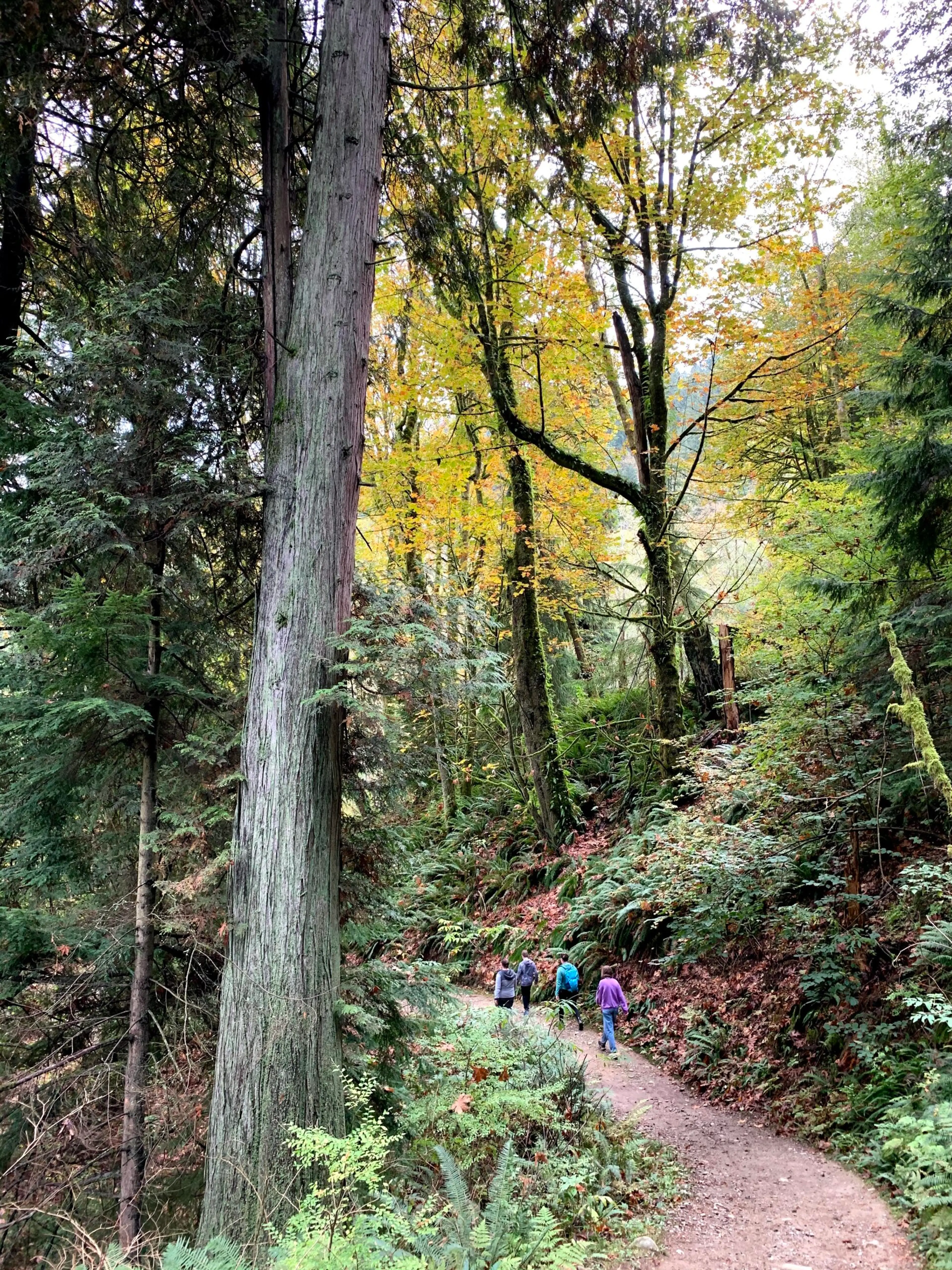 Mountain Air Trail on Burnaby Mountain