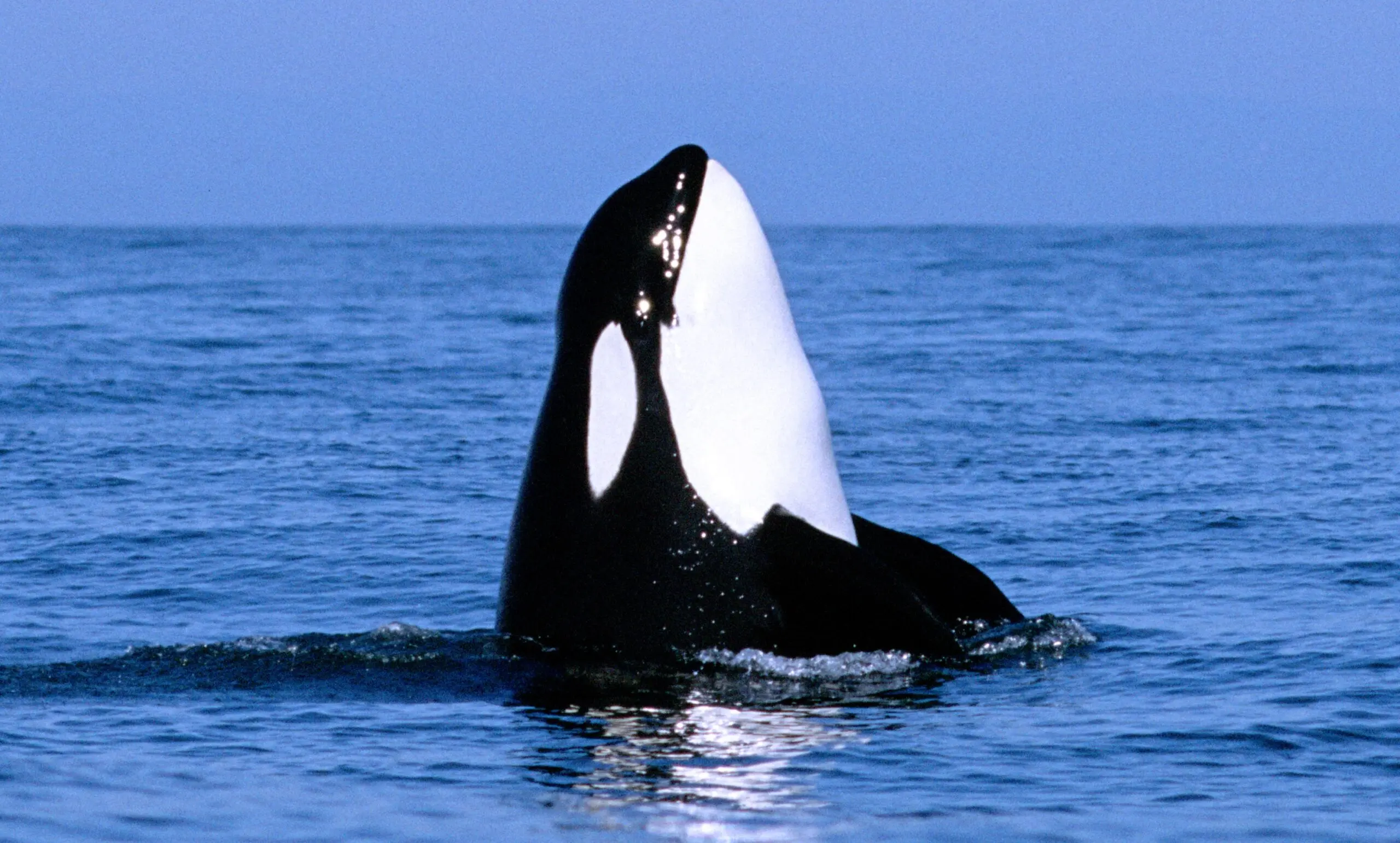 It’s Whale Watching Season in Vancouver – Everything You Need to Know