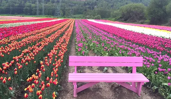 Abbotsford Tulip Festival | Photo: Bianca Bujan