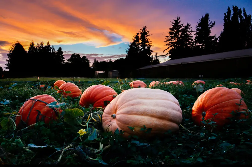 pumpkins at Willow View Farms near Vancouver