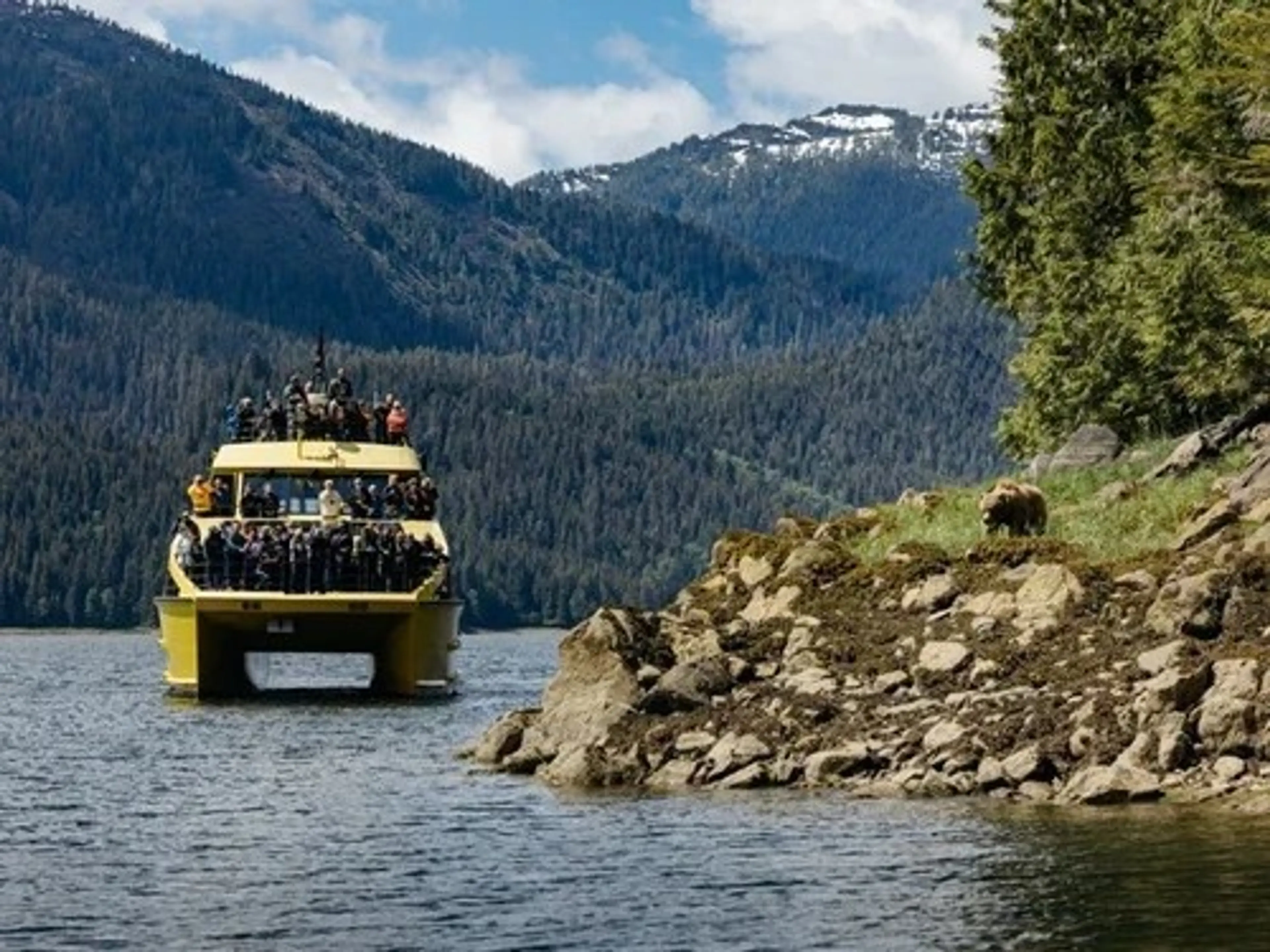 Yellow boat with many people on board approaching a rocky shore with a bear standing on the grass, surrounded by forested mountains.