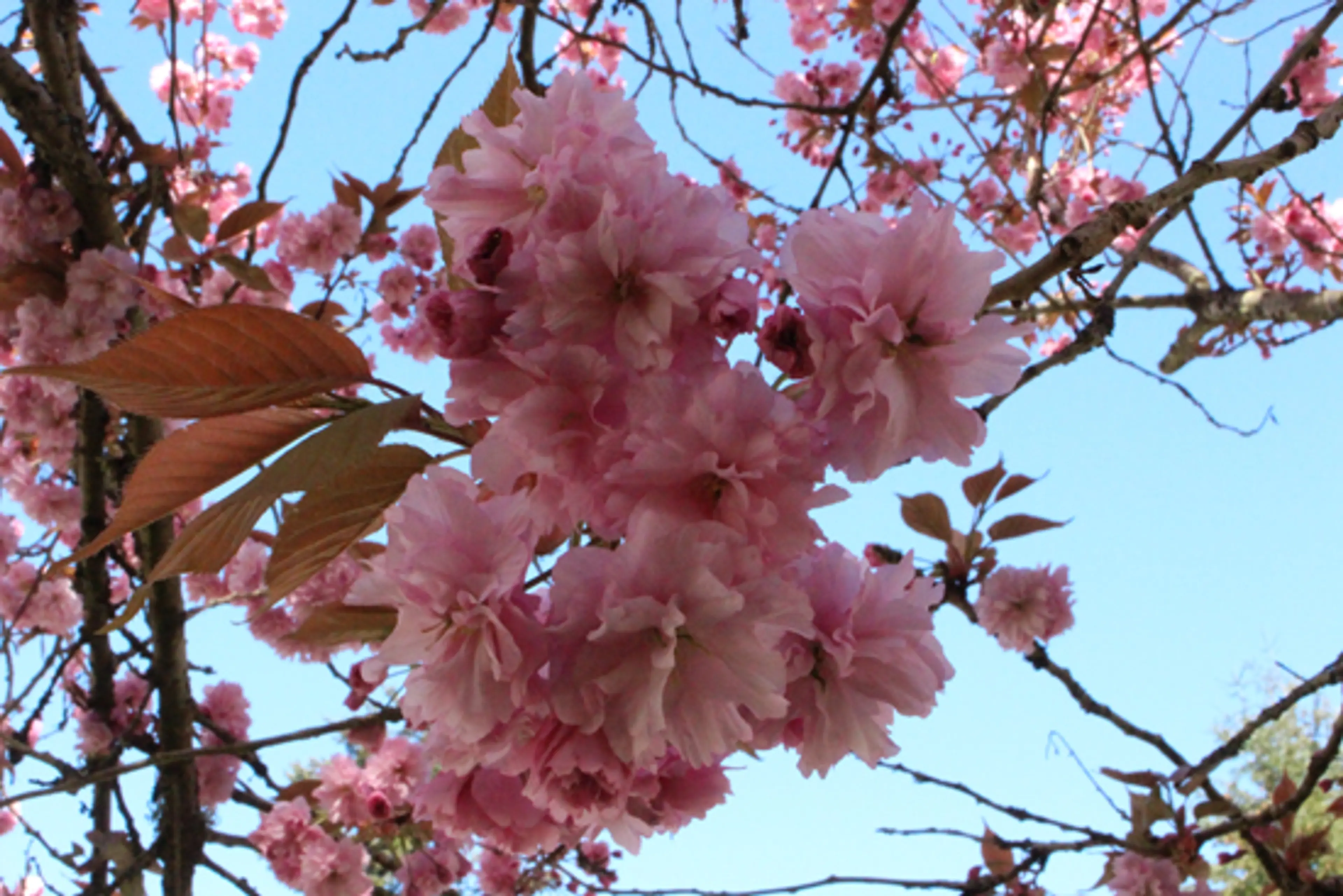 Discover Outdoors Bike the Blossoms2