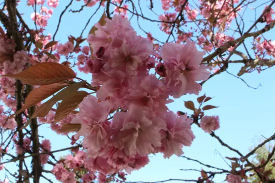 Discover Outdoors Bike the Blossoms2