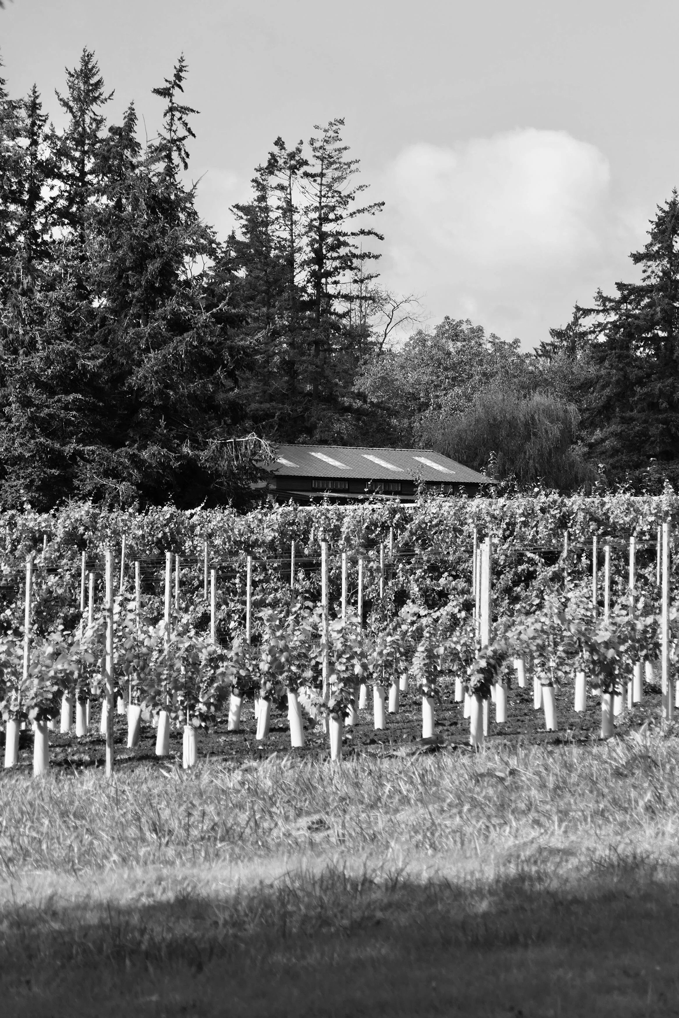 IMG_7296_1747887628_34674AB1-9E25-9AE5-30218BE70B3BE4D3-3467467a027aecc_3467c04d-9eb5-3db9-2a7c10078635fdd4