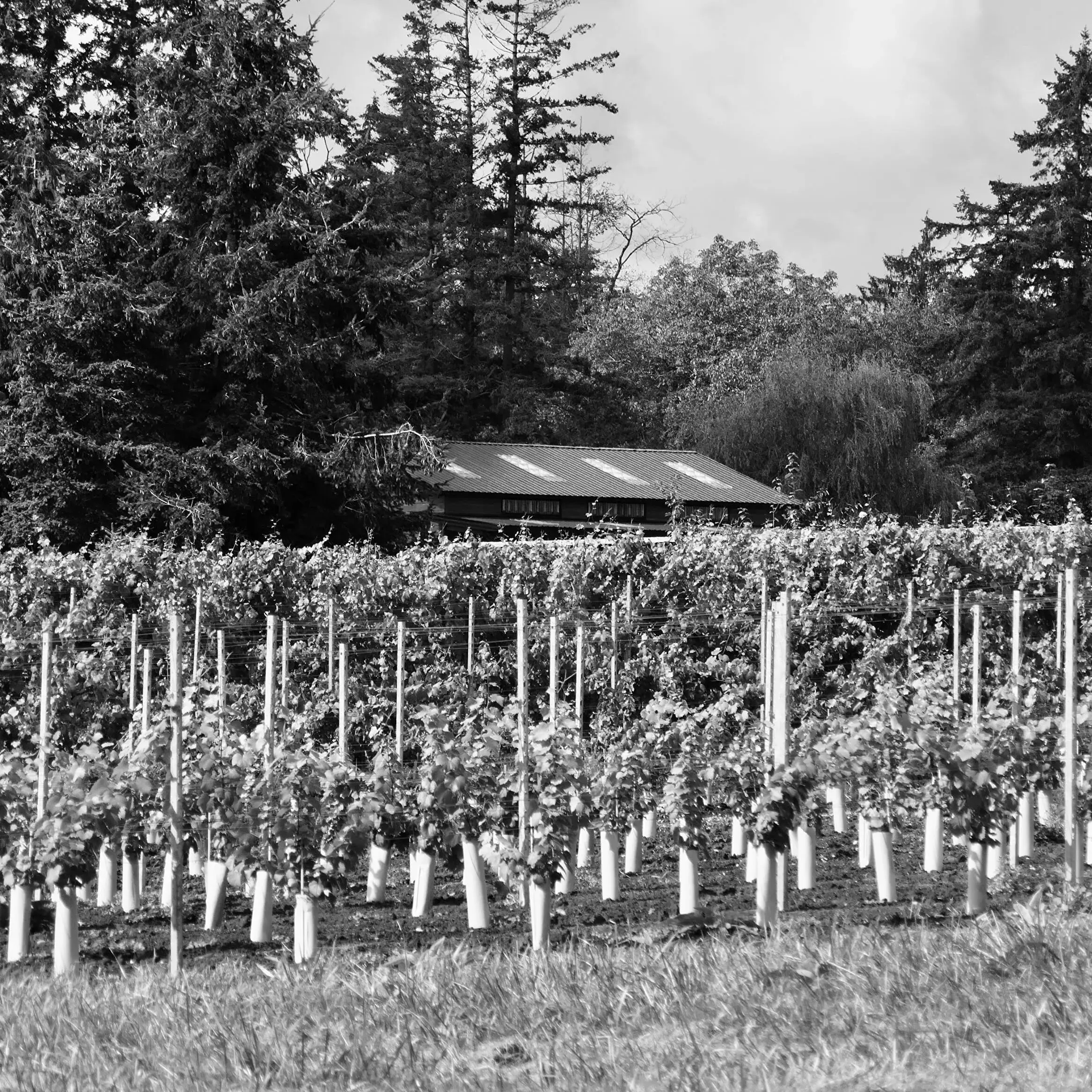 IMG_7296_1747887628_34674AB1-9E25-9AE5-30218BE70B3BE4D3-3467467a027aecc_3467c04d-9eb5-3db9-2a7c10078635fdd4