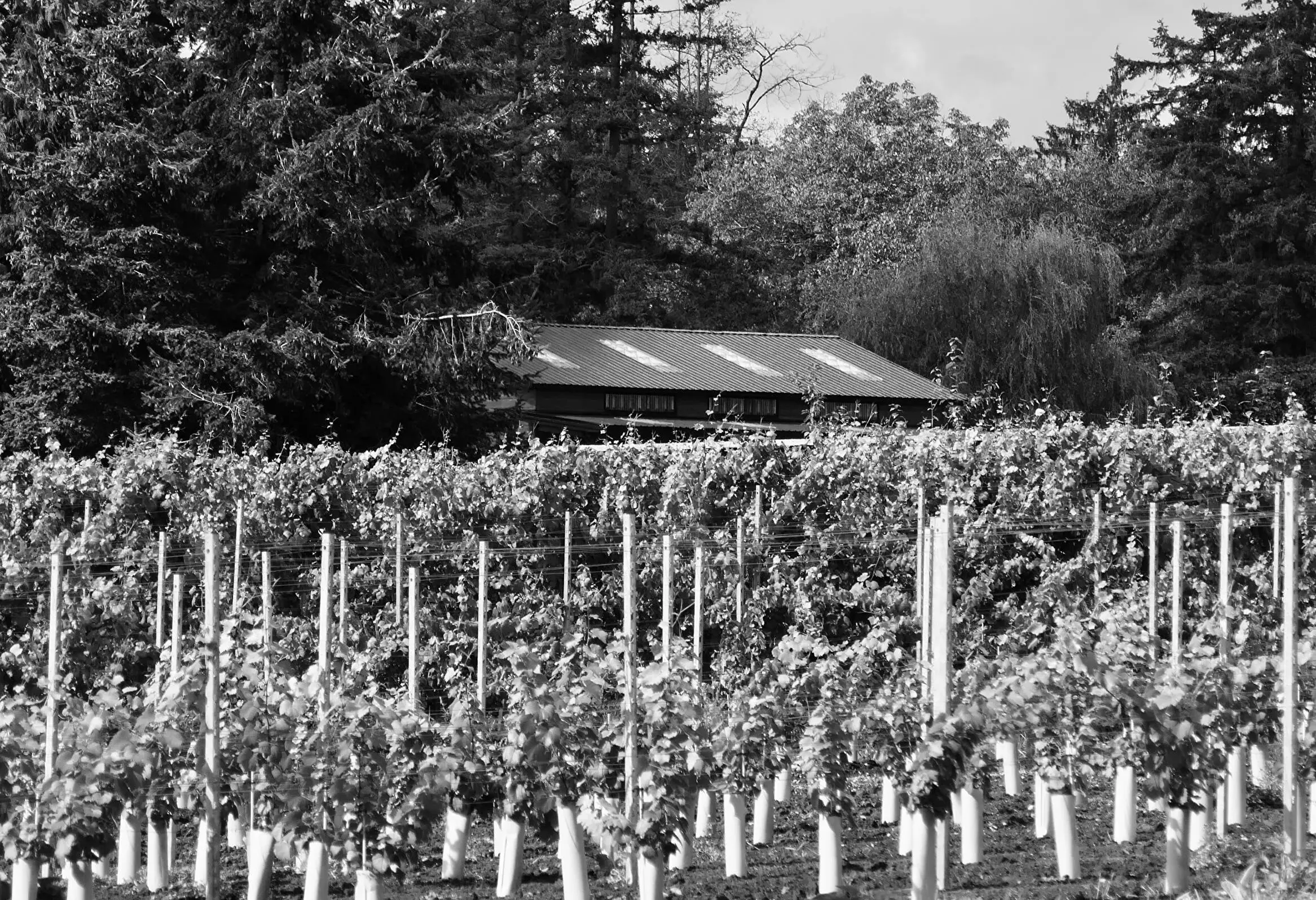 IMG_7296_1747887628_34674AB1-9E25-9AE5-30218BE70B3BE4D3-3467467a027aecc_3467c04d-9eb5-3db9-2a7c10078635fdd4