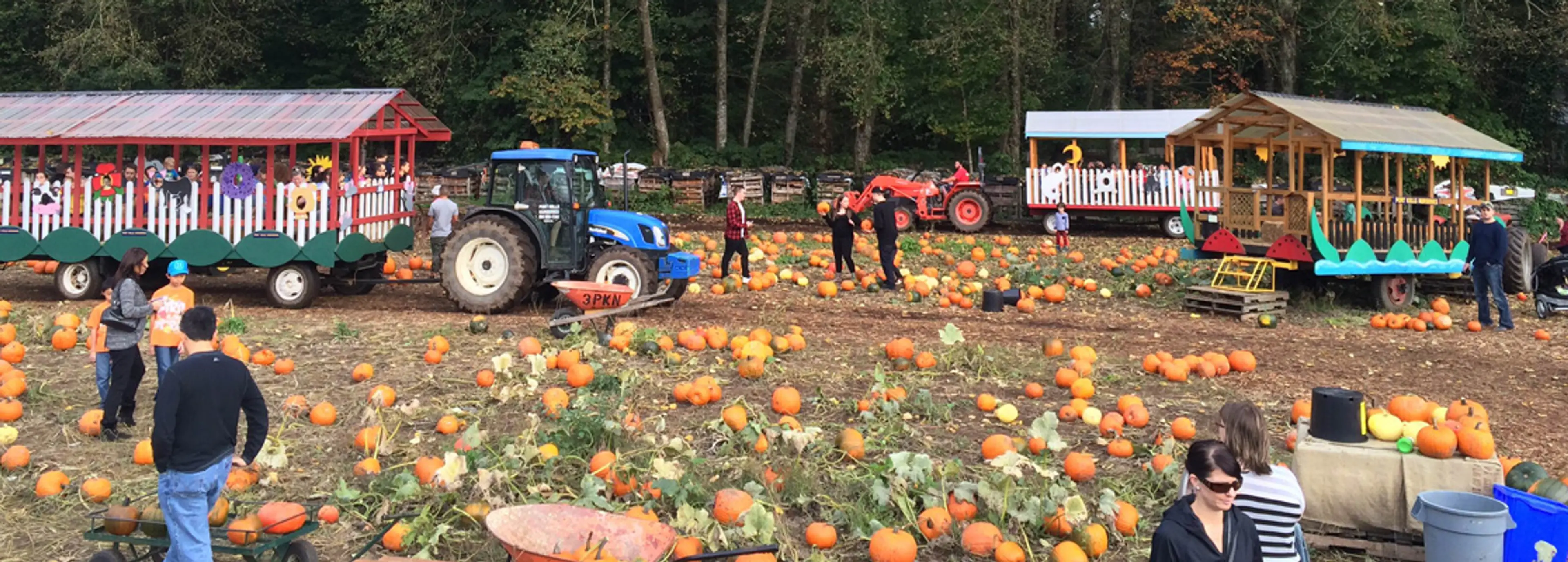 Port Kells Nursesries pumpkin patch near Vancouver