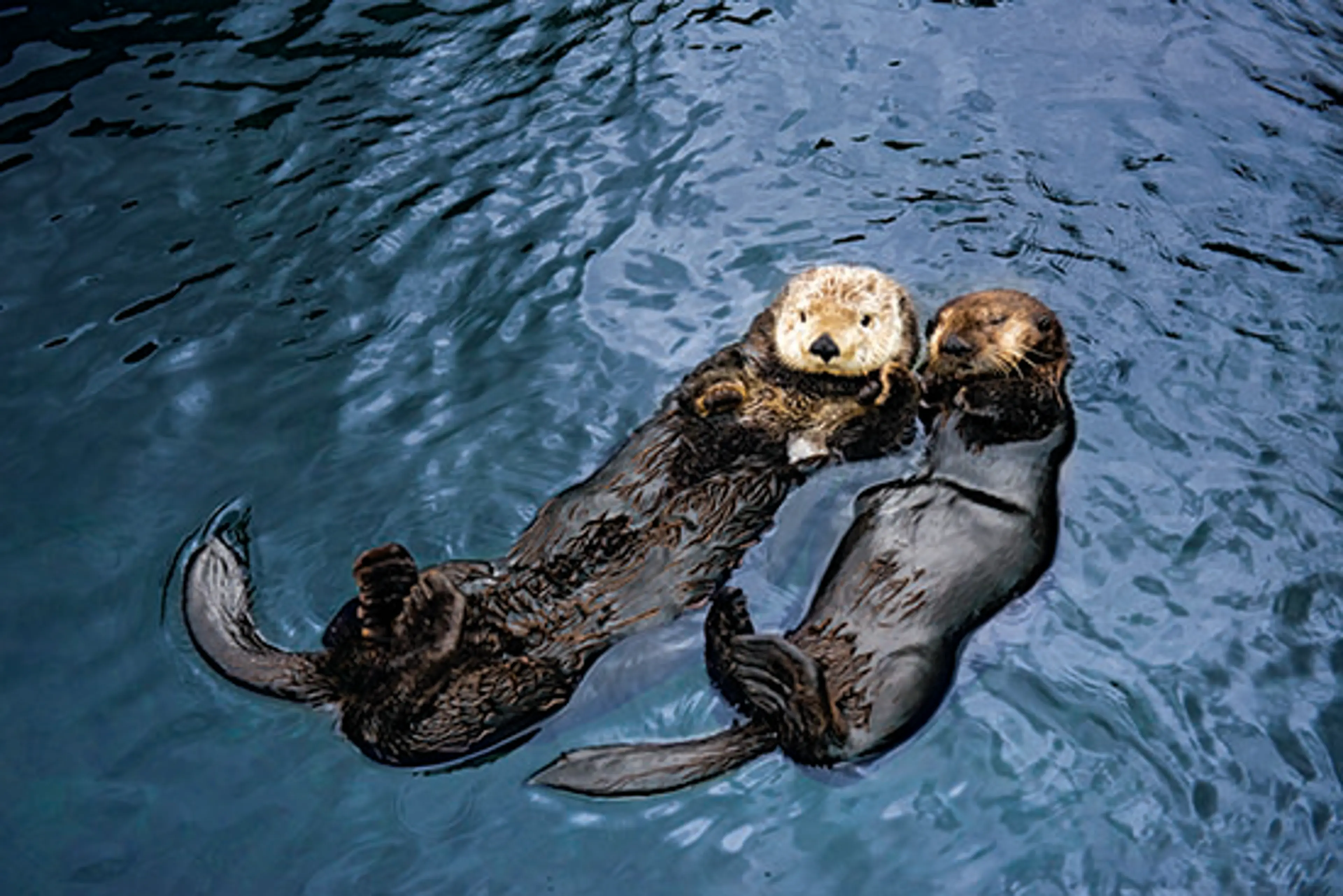 You Otter Know that Saturday Kicks Off Otter Awareness Week at Vancouver Aquarium