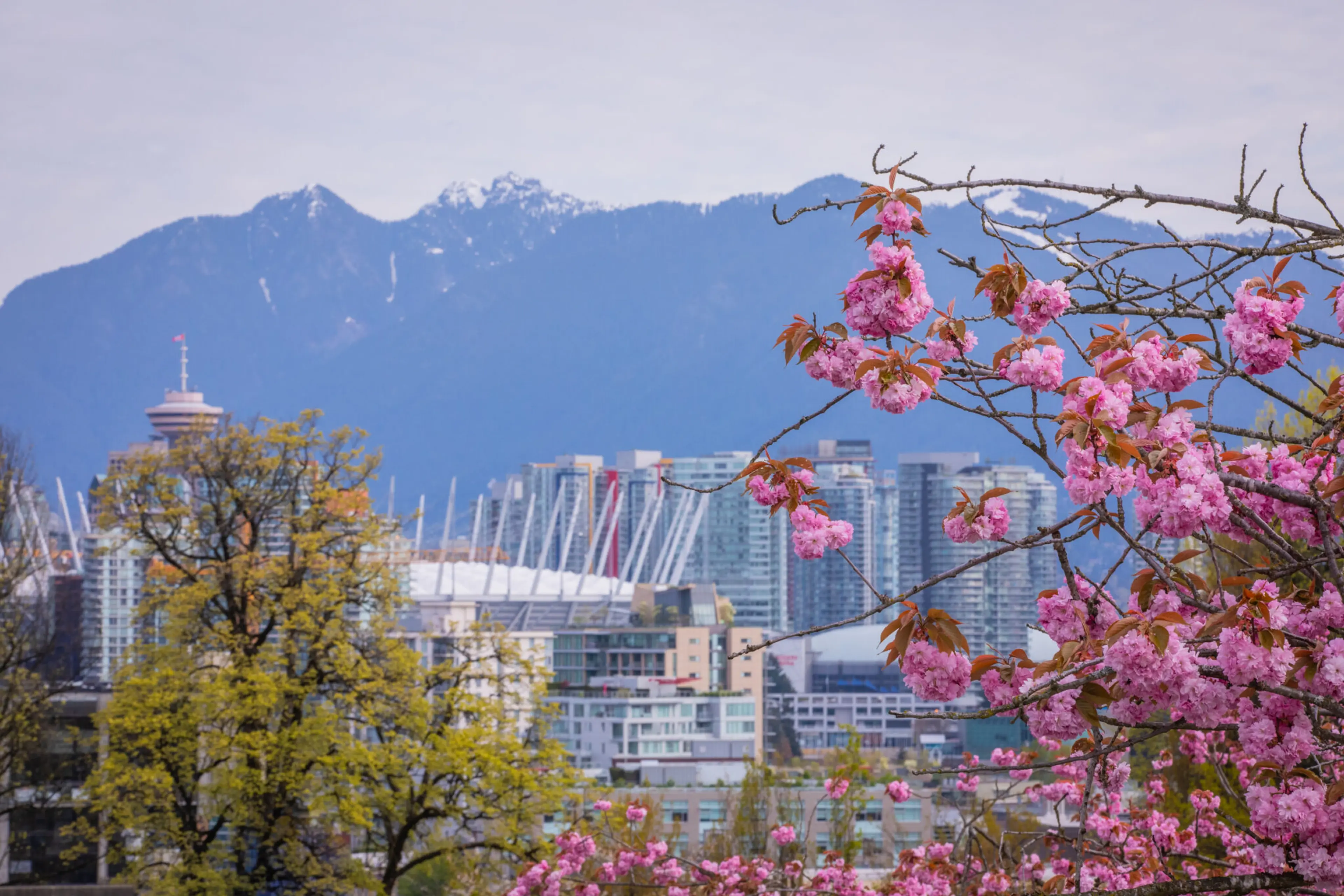 20 Best Places to See Cherry Blossoms Around Vancouver