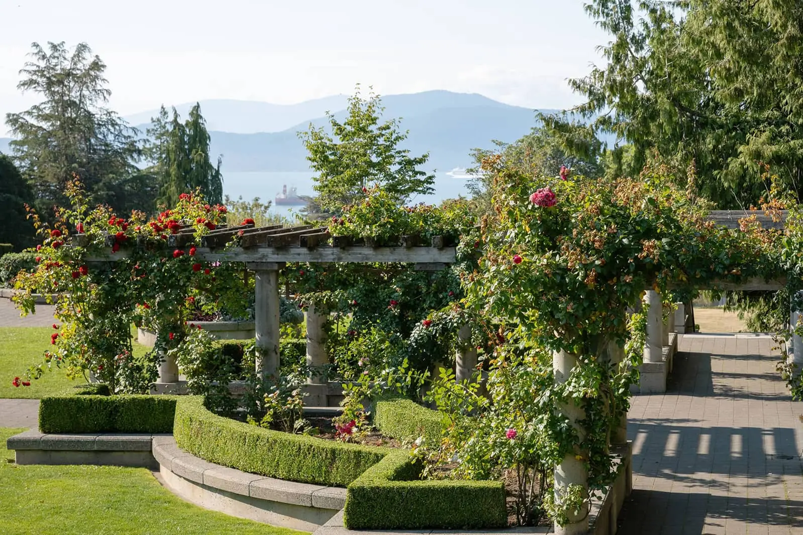 Garden pergola covered with climbing rose plants and trimmed hedges, with mountains and water in the background.