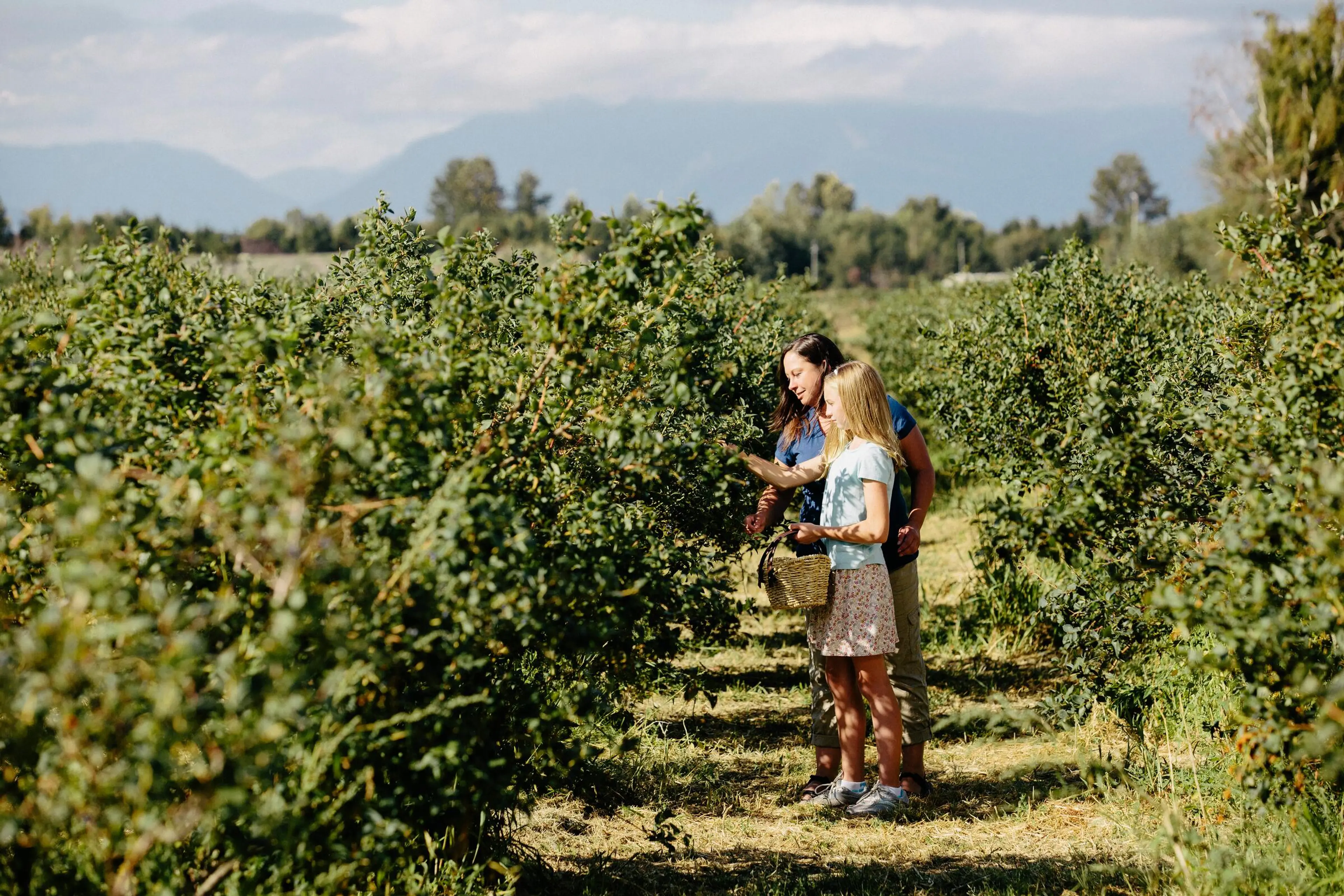 Two people picking berries in a green bushy orchard with mountains in the background.