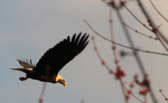 fraser-valley-bald-eagle-festival-discover-the-outdoors5