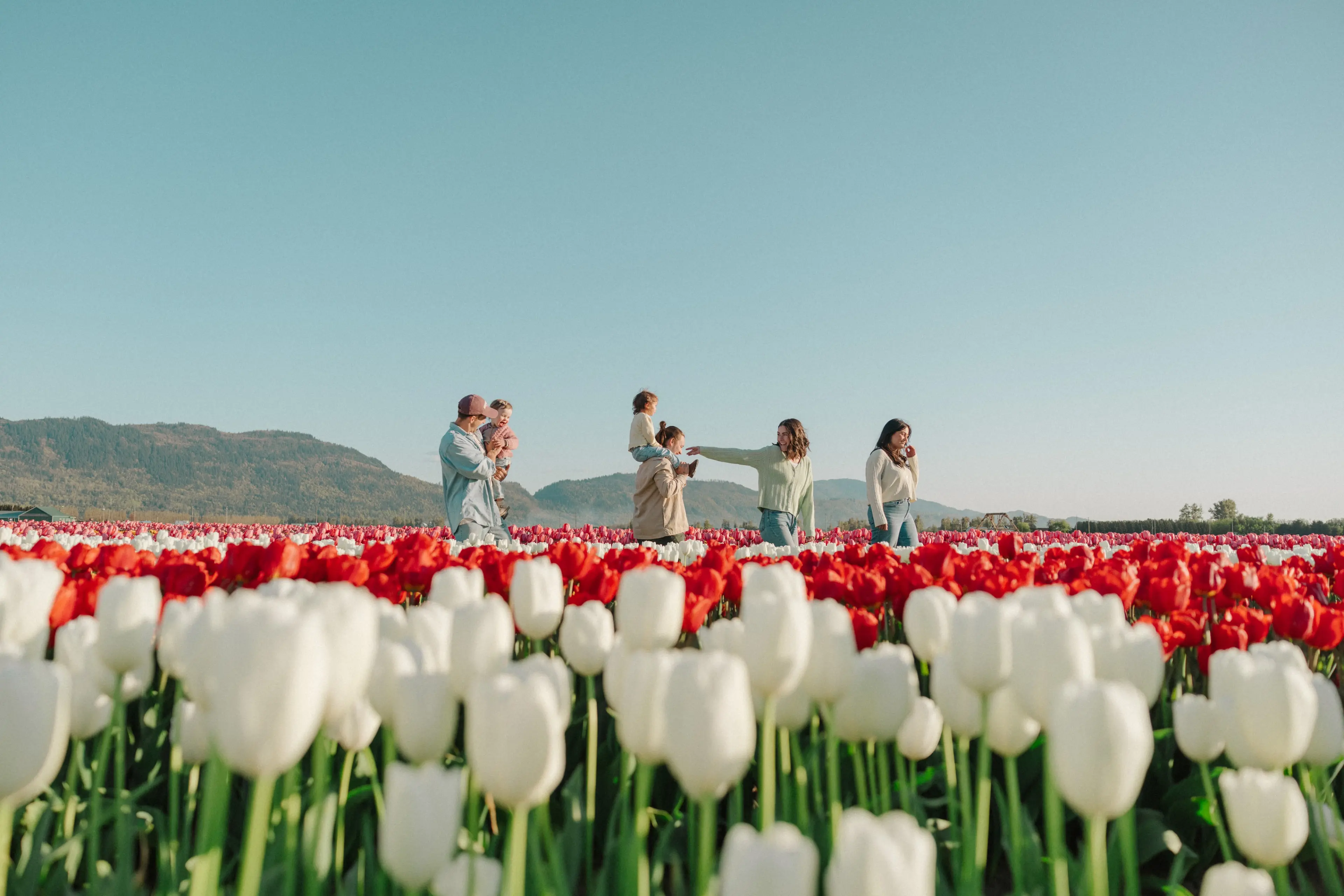 Families walk through a field of tulips at the Abbotsford Tulip Festival